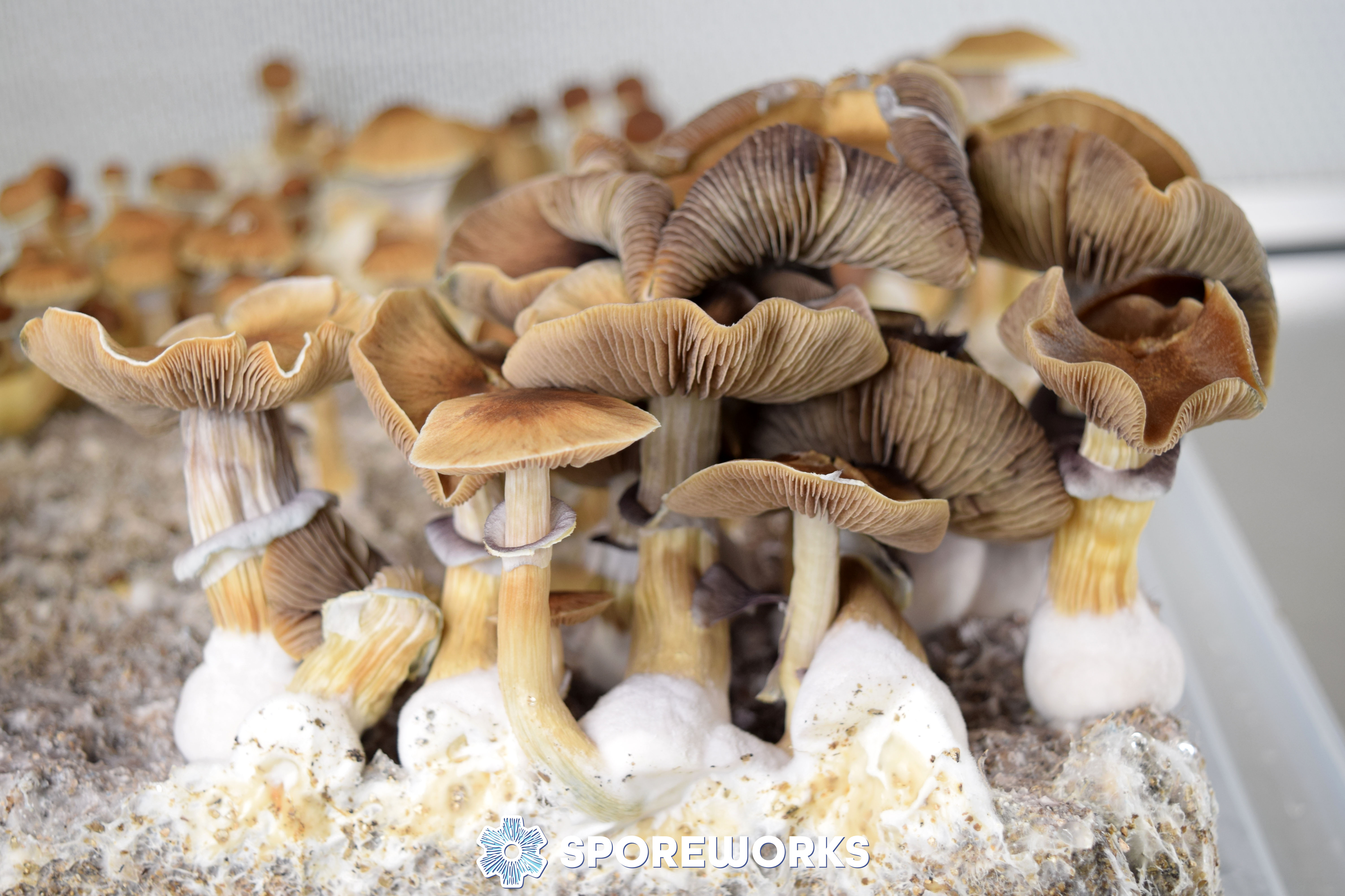 Psilocybe cubensis : Jedi Mind Fuck