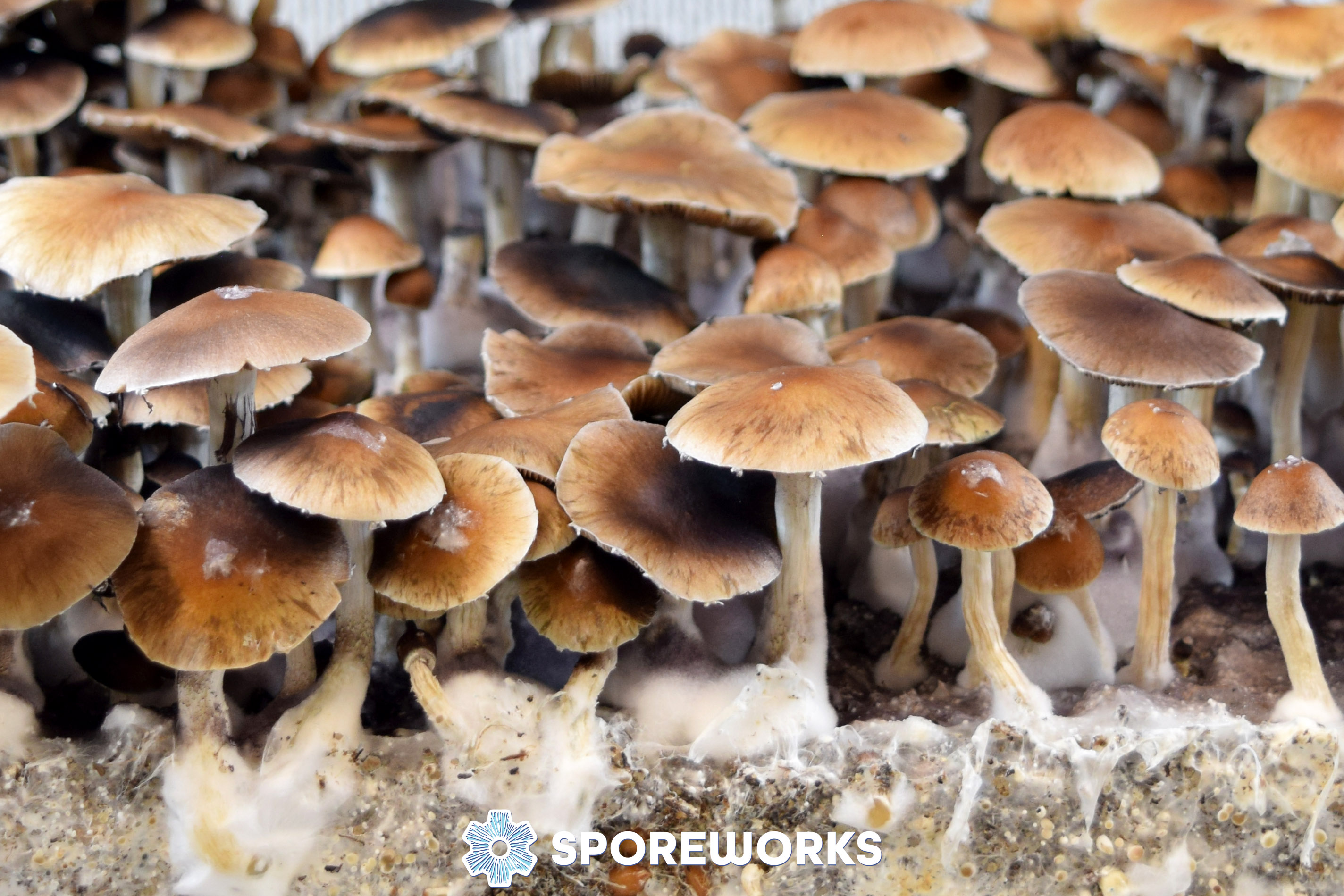 Psilocybe cubensis : Puerto Rico