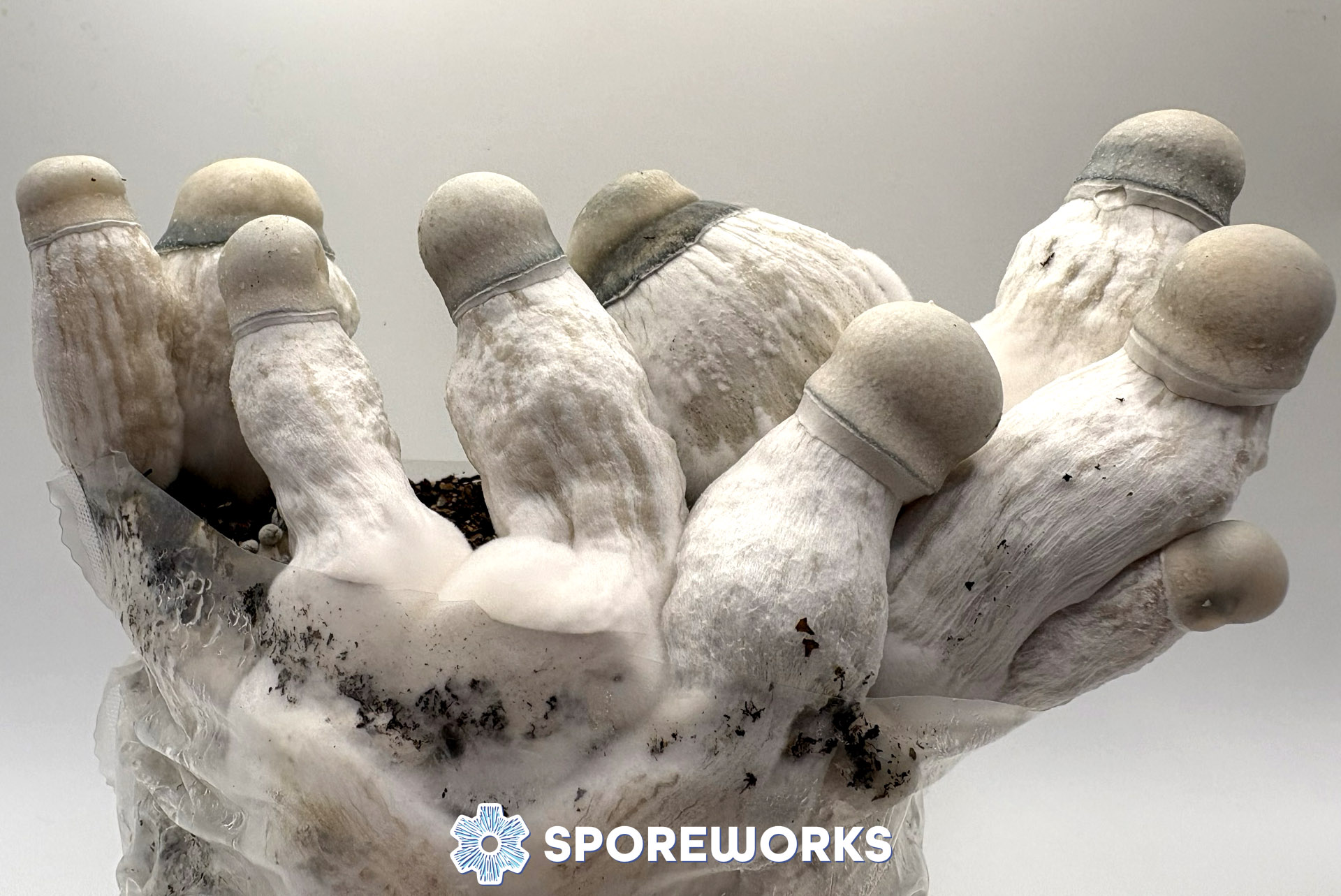 Psilocybe cubensis : Pearly Gates