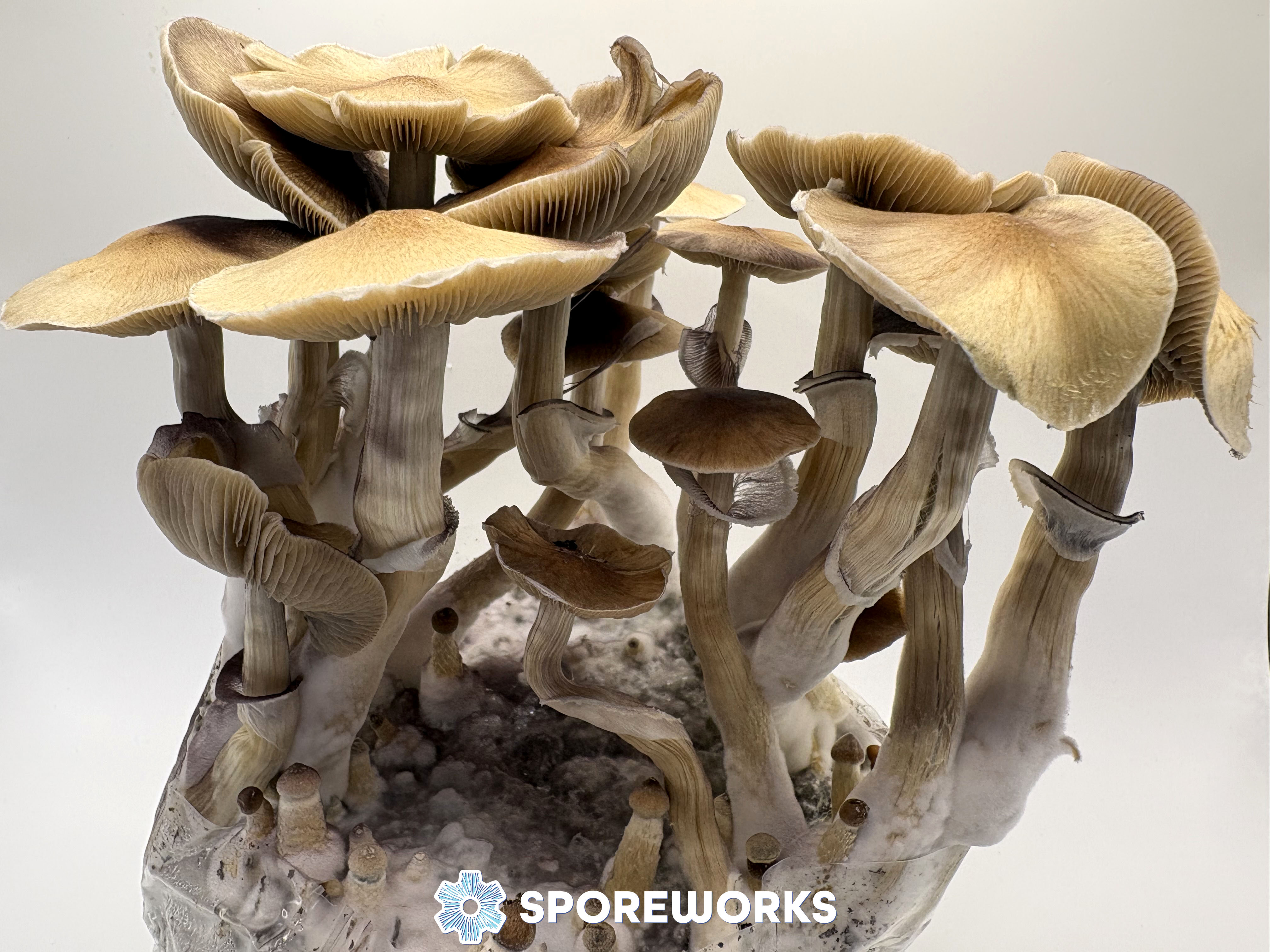 Psilocybe cubensis : Syzygy Strain