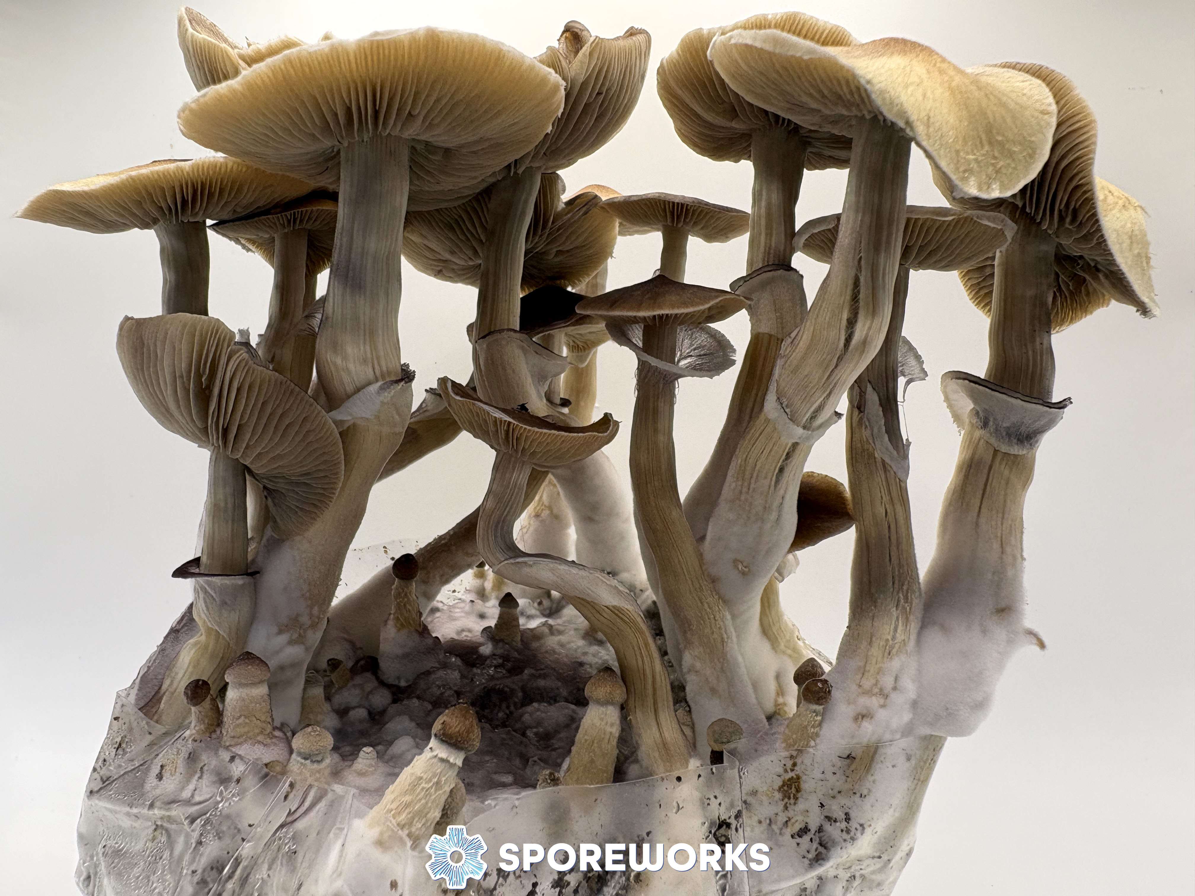 Psilocybe cubensis : Syzygy
