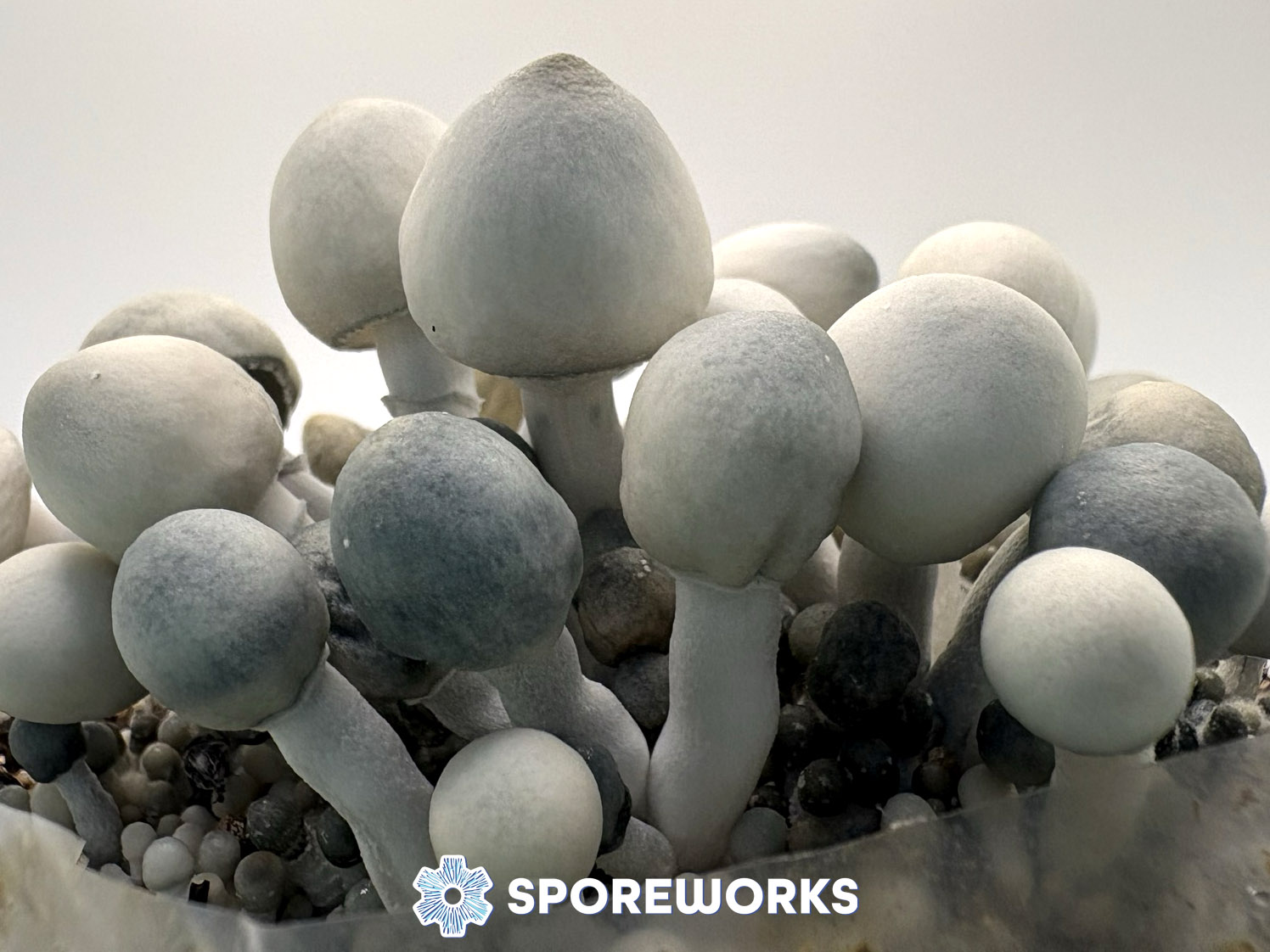 Psilocybe cubensis : True Albino Teacher TAT