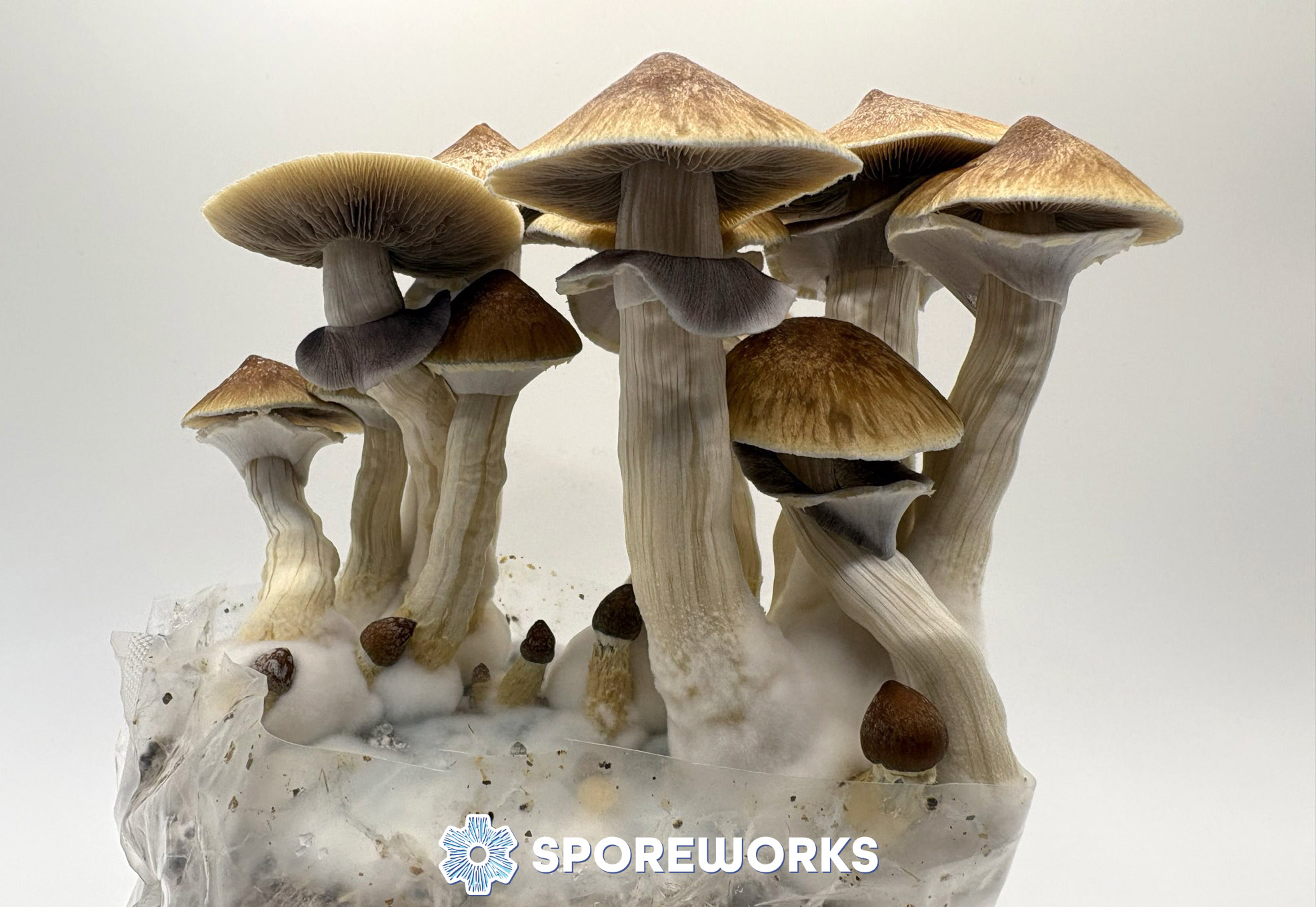 Psilocybe cubensis : Blue Meanie strain