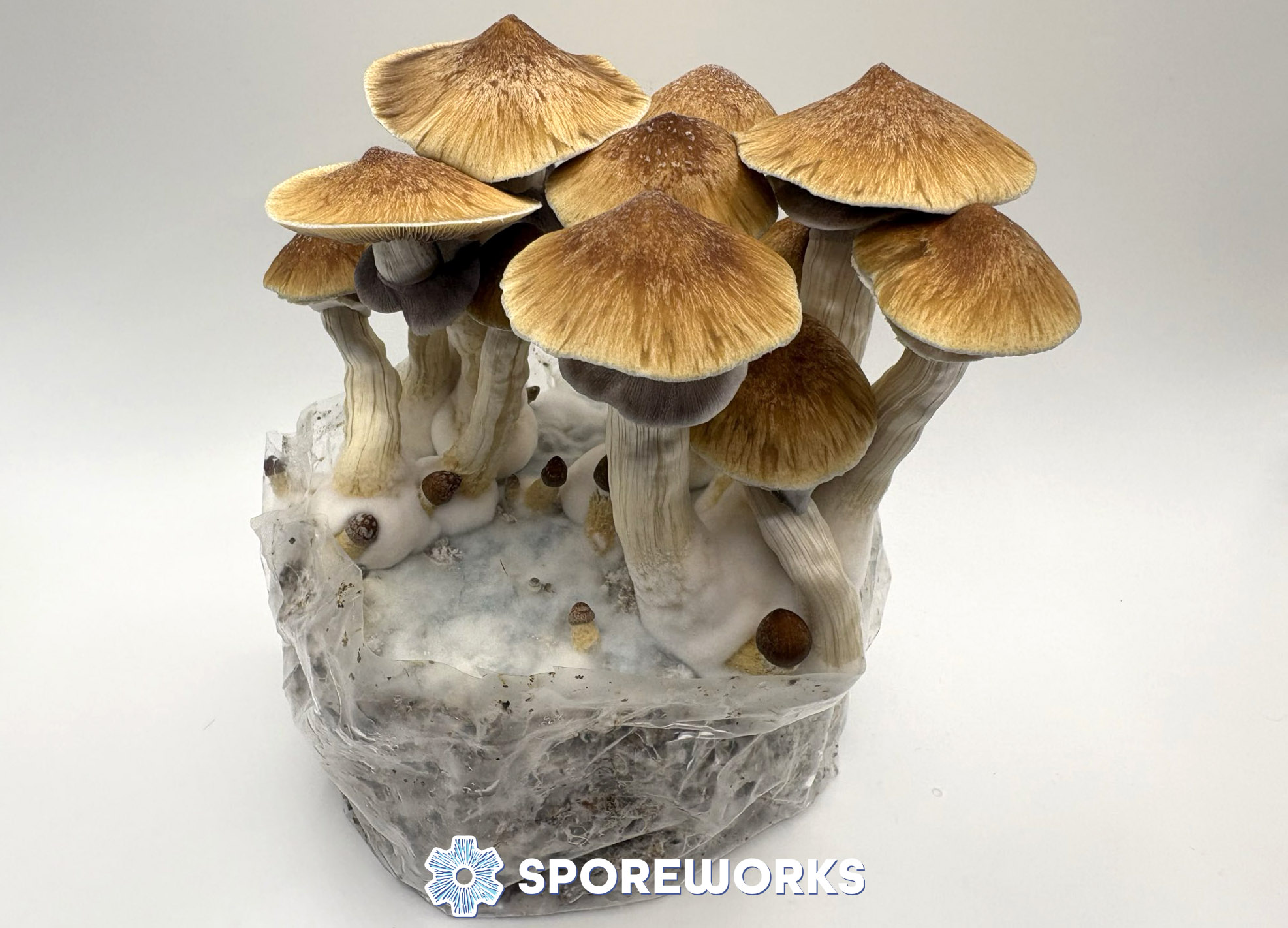 Psilocybe cubensis : Blue Meanie