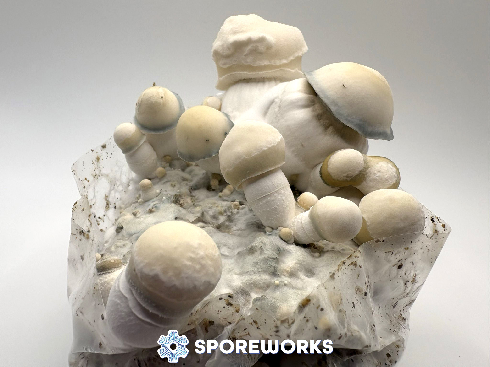 Psilocybe cubensis : Bluey Vuitton