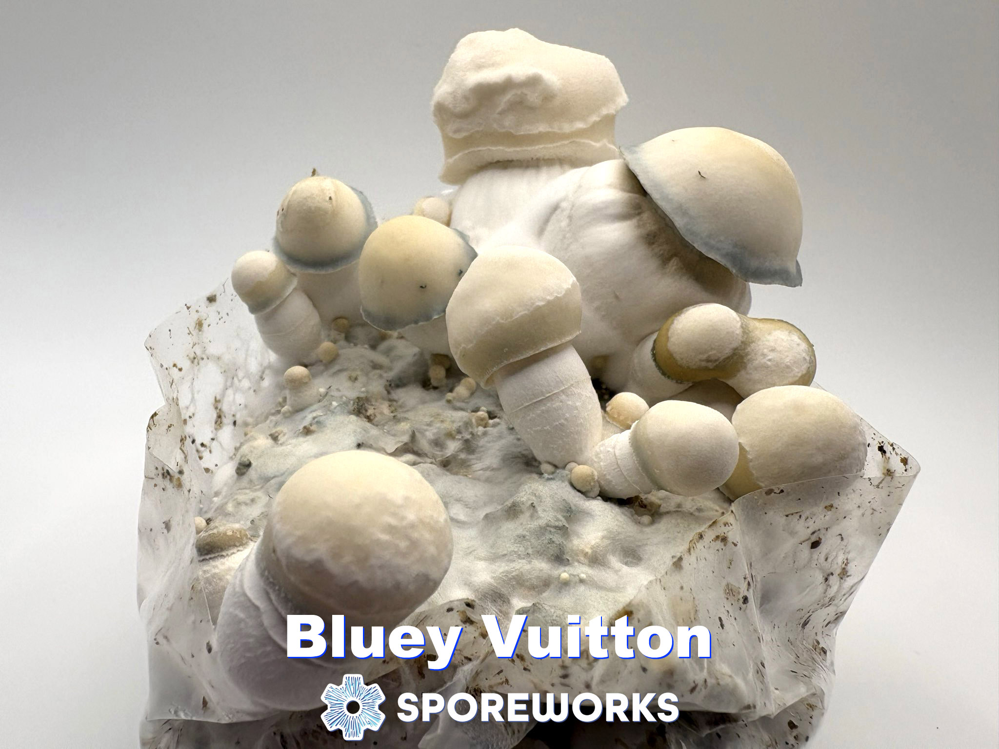Psilocybe cubensis : Bluey Vuitton