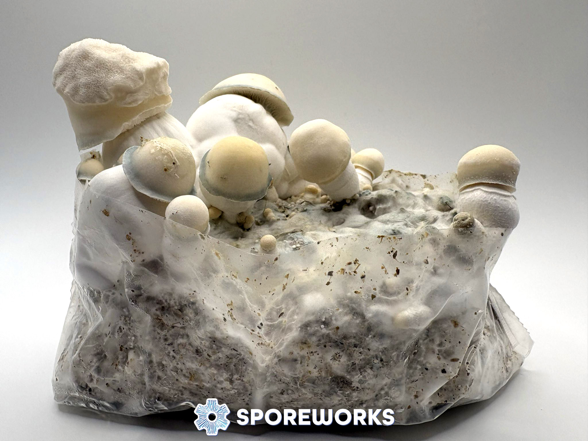 Psilocybe cubensis : Bluey Vuitton Spores