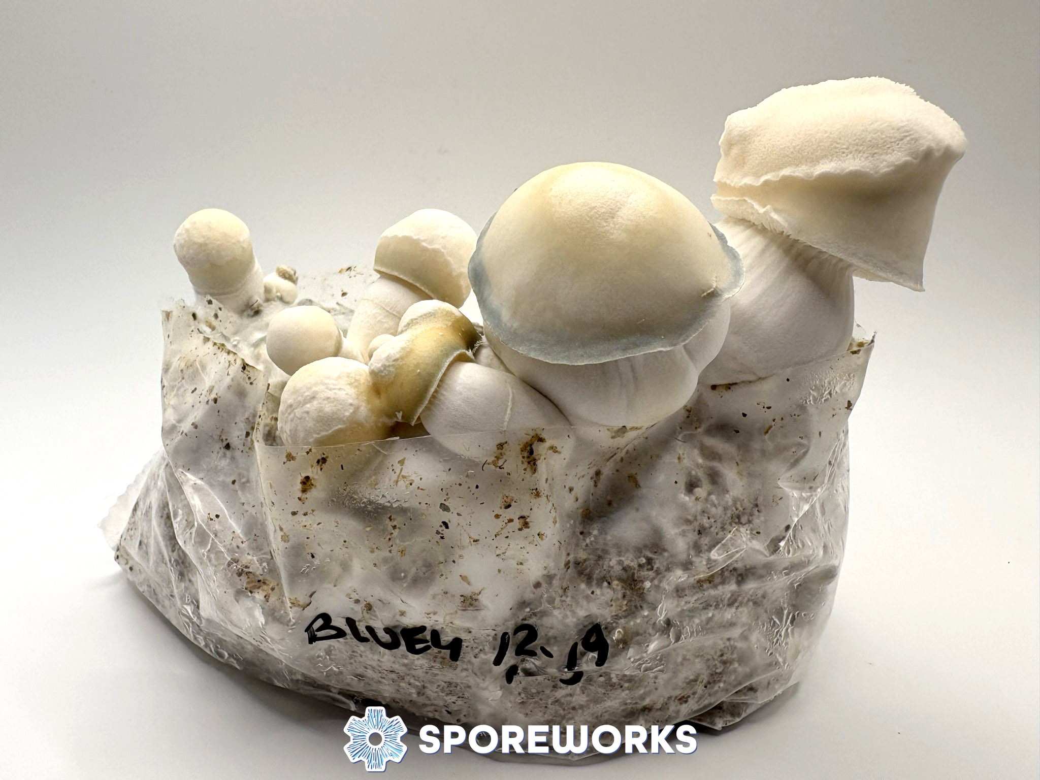 Psilocybe cubensis : Bluey Vuitton Spore Isolate