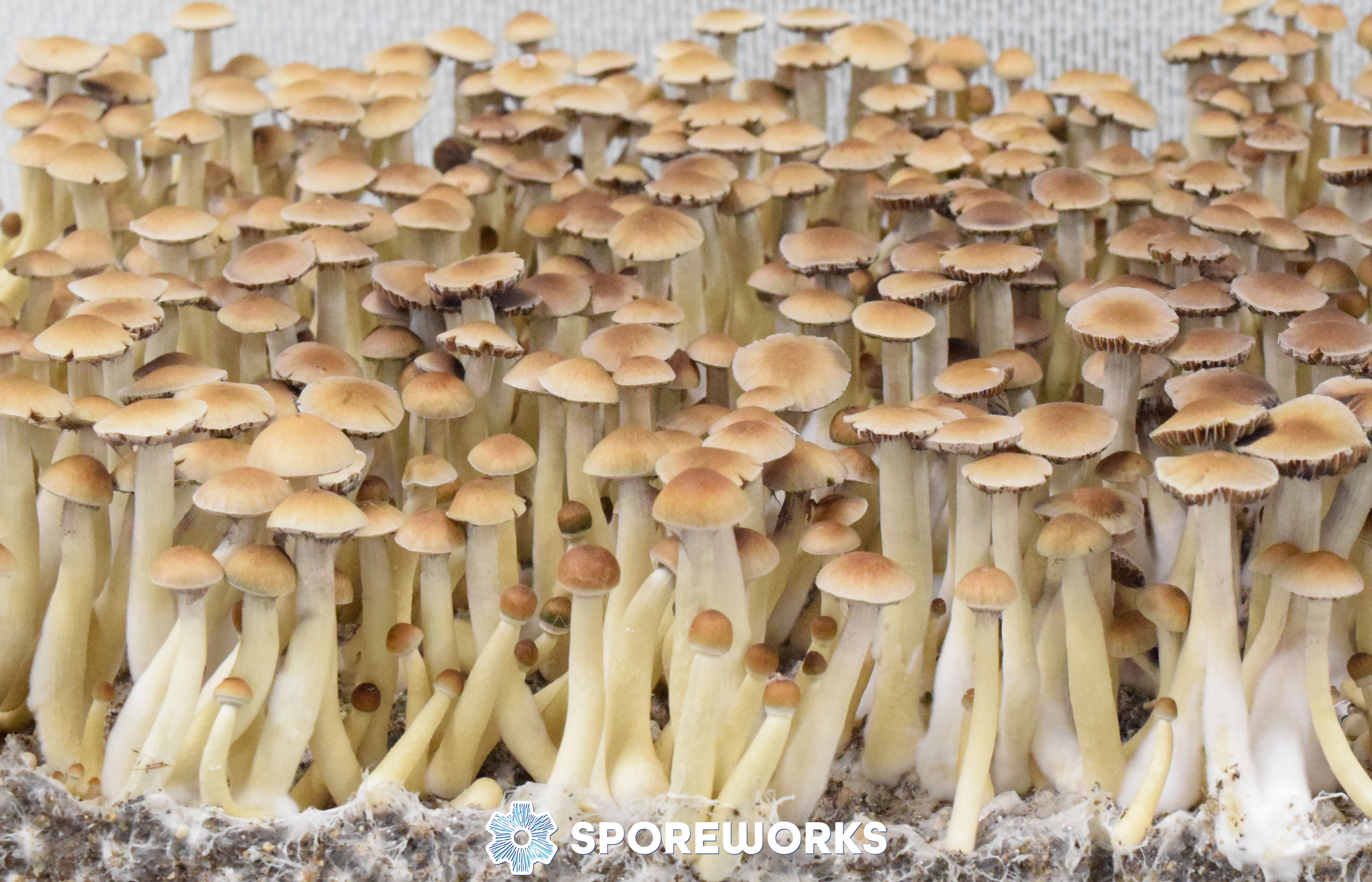 Psilocybe cubensis : Chitwan, Nepal