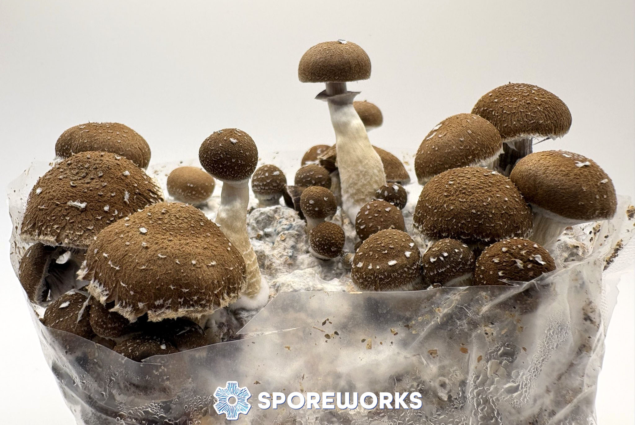 Psilocybe cubensis : El Choco