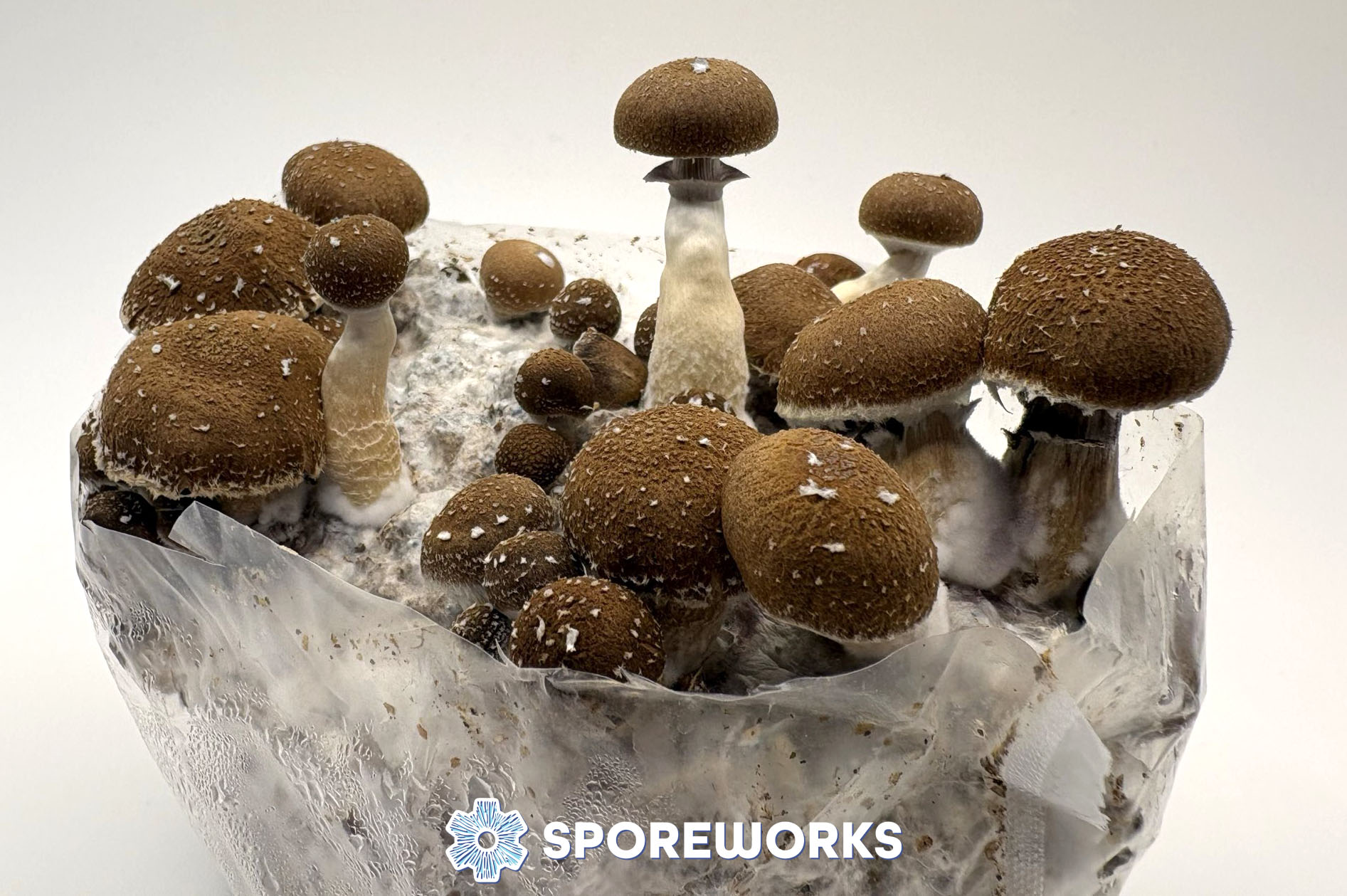 Psilocybe cubensis : El Choco