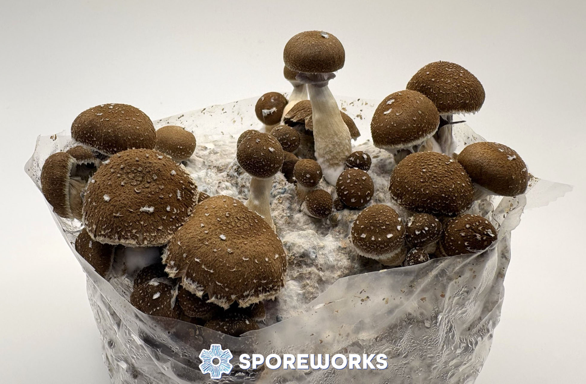 Psilocybe cubensis : El Choco