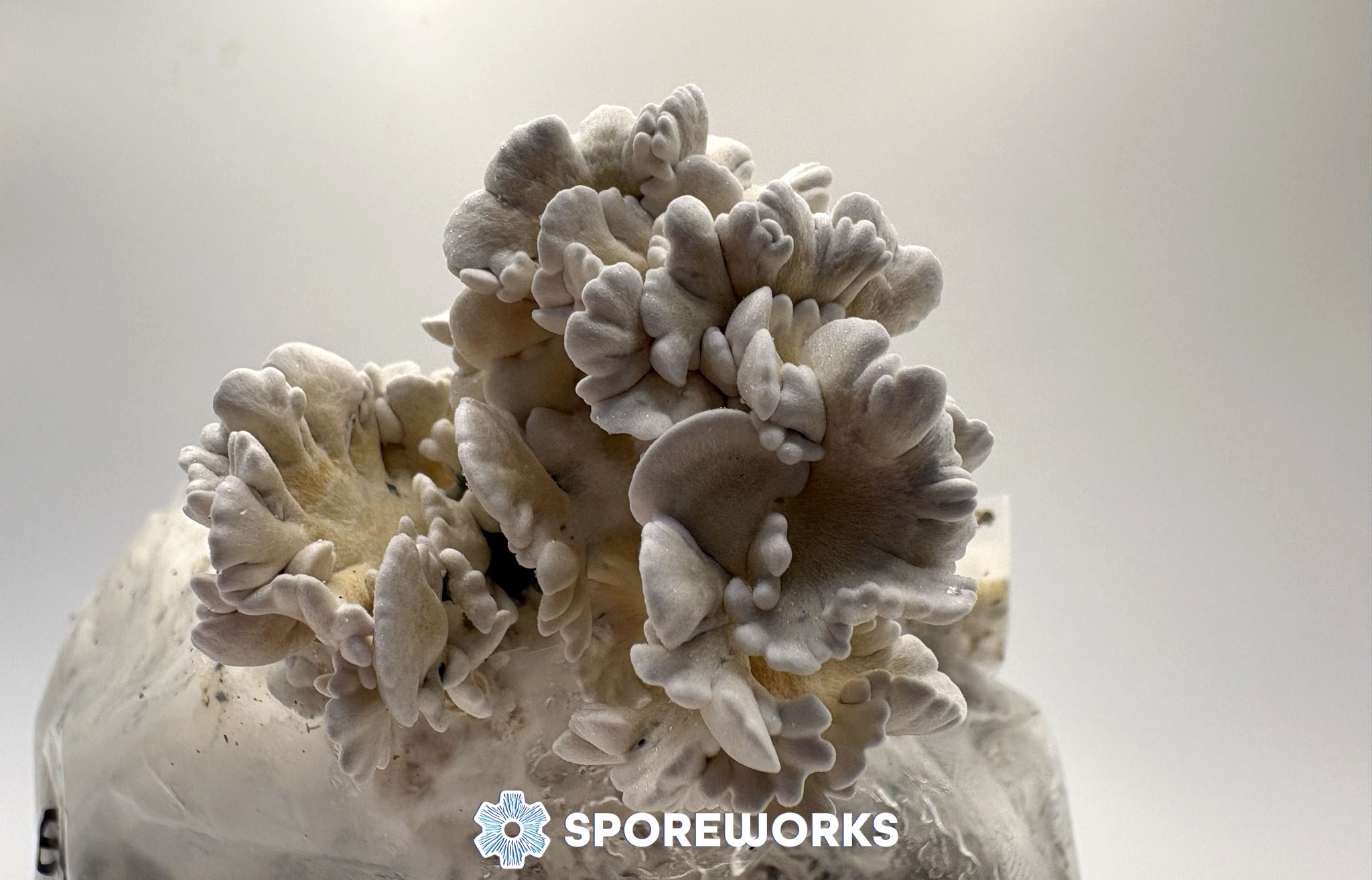 Psilocybe cubensis : Enigma Strain