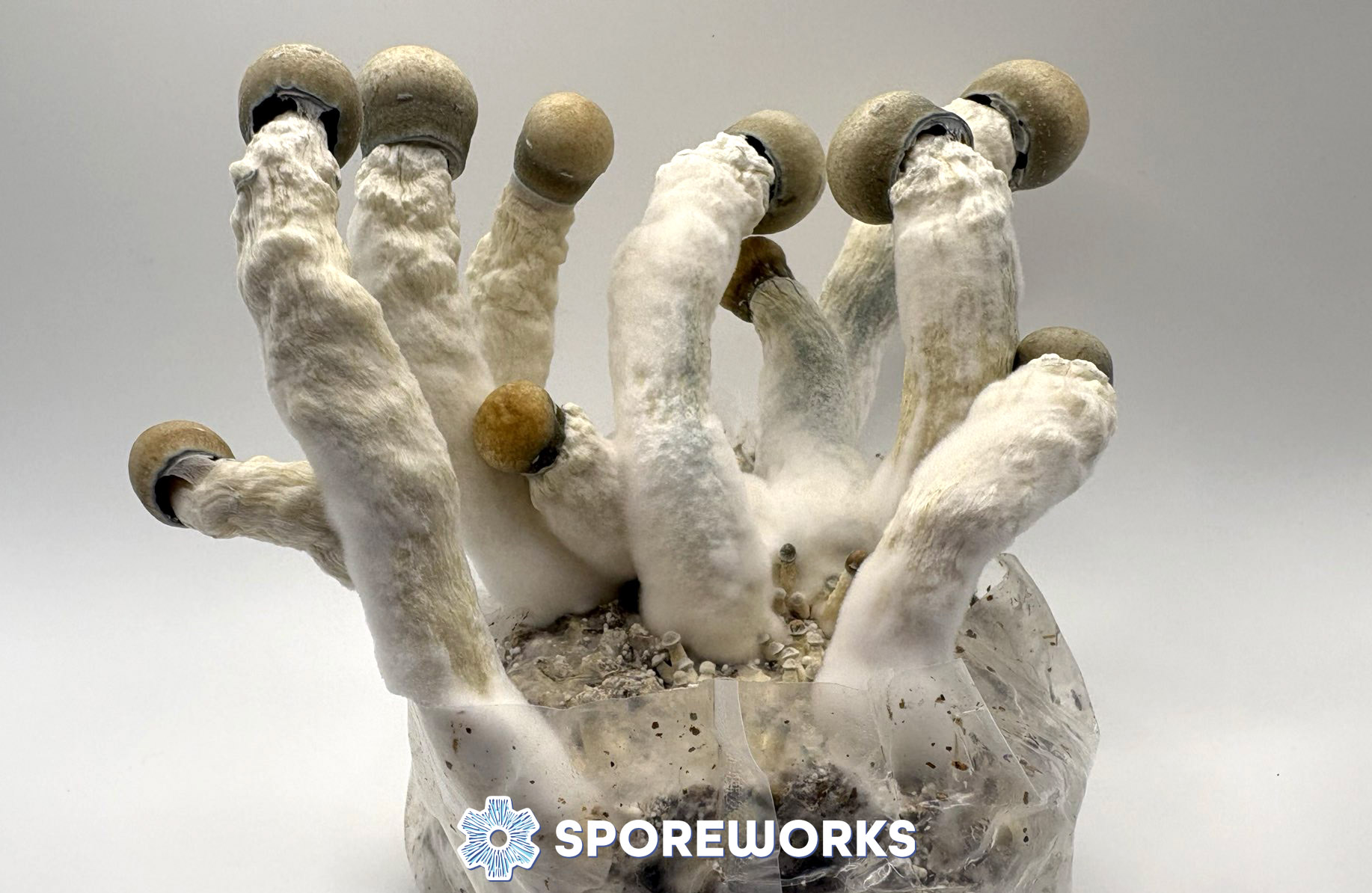 Psilocybe cubensis : Melmac (Melmak) Strain