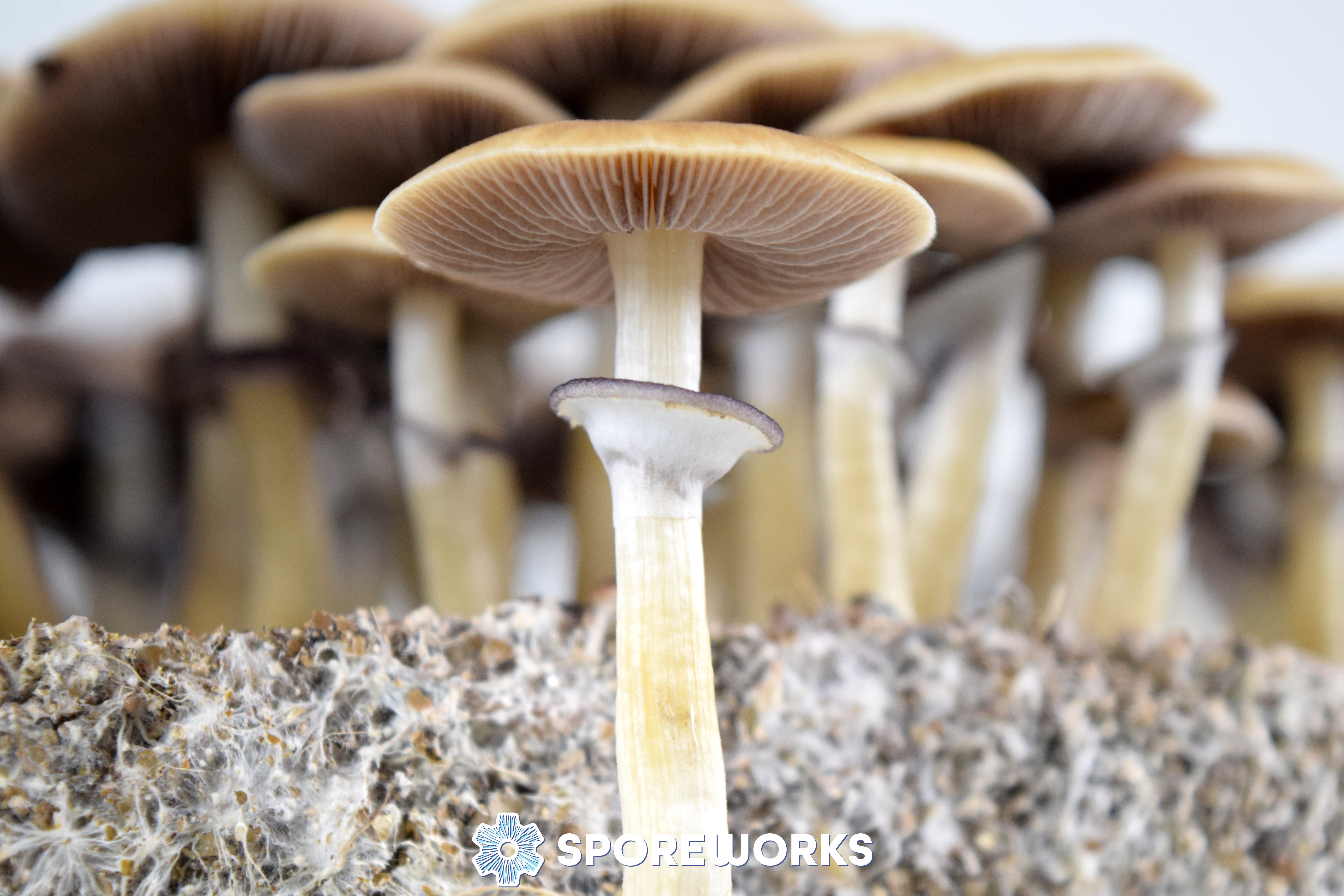 Psilocybe cubensis : Pink Buffalo