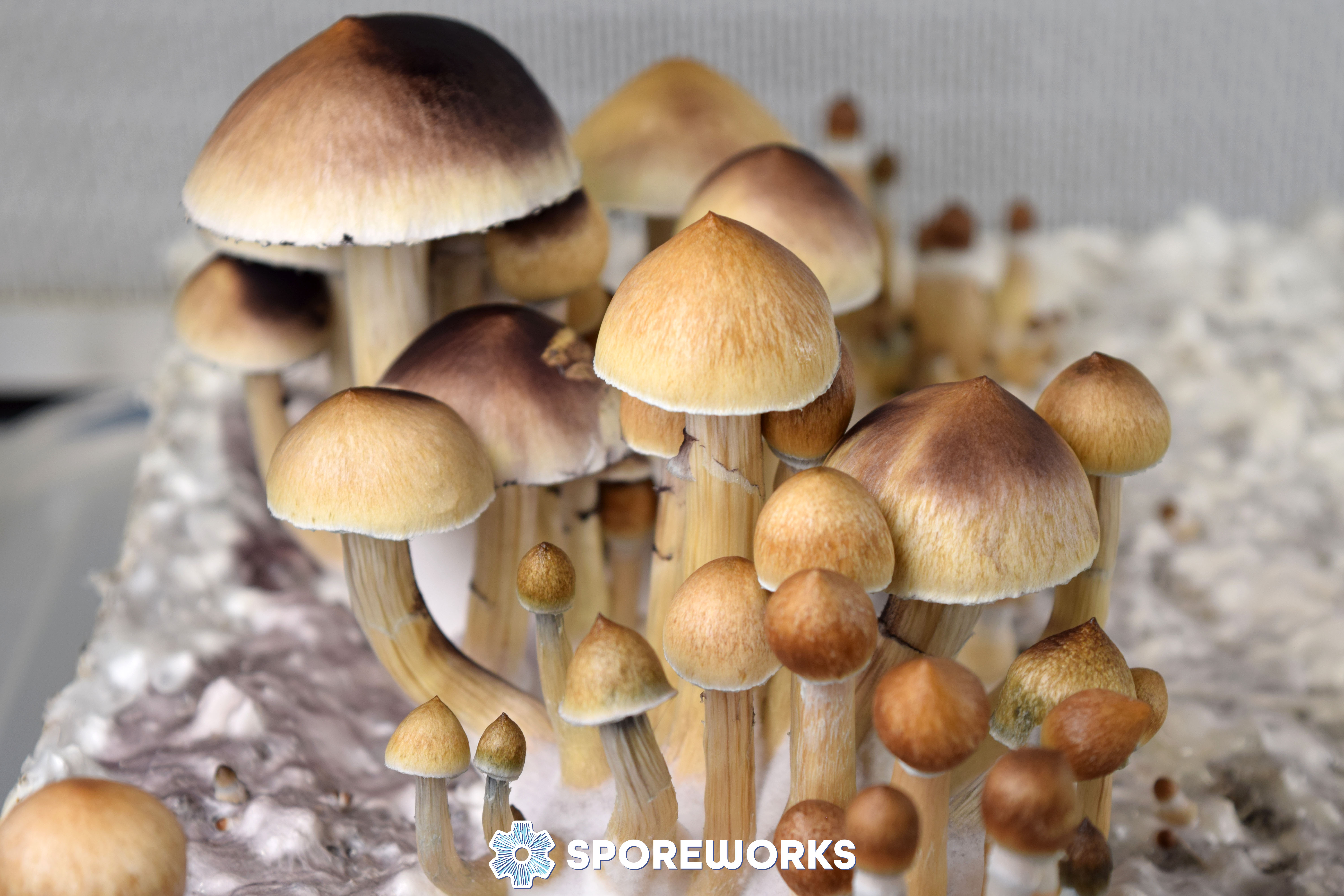 Psilocybe cubensis : Purple Mystic