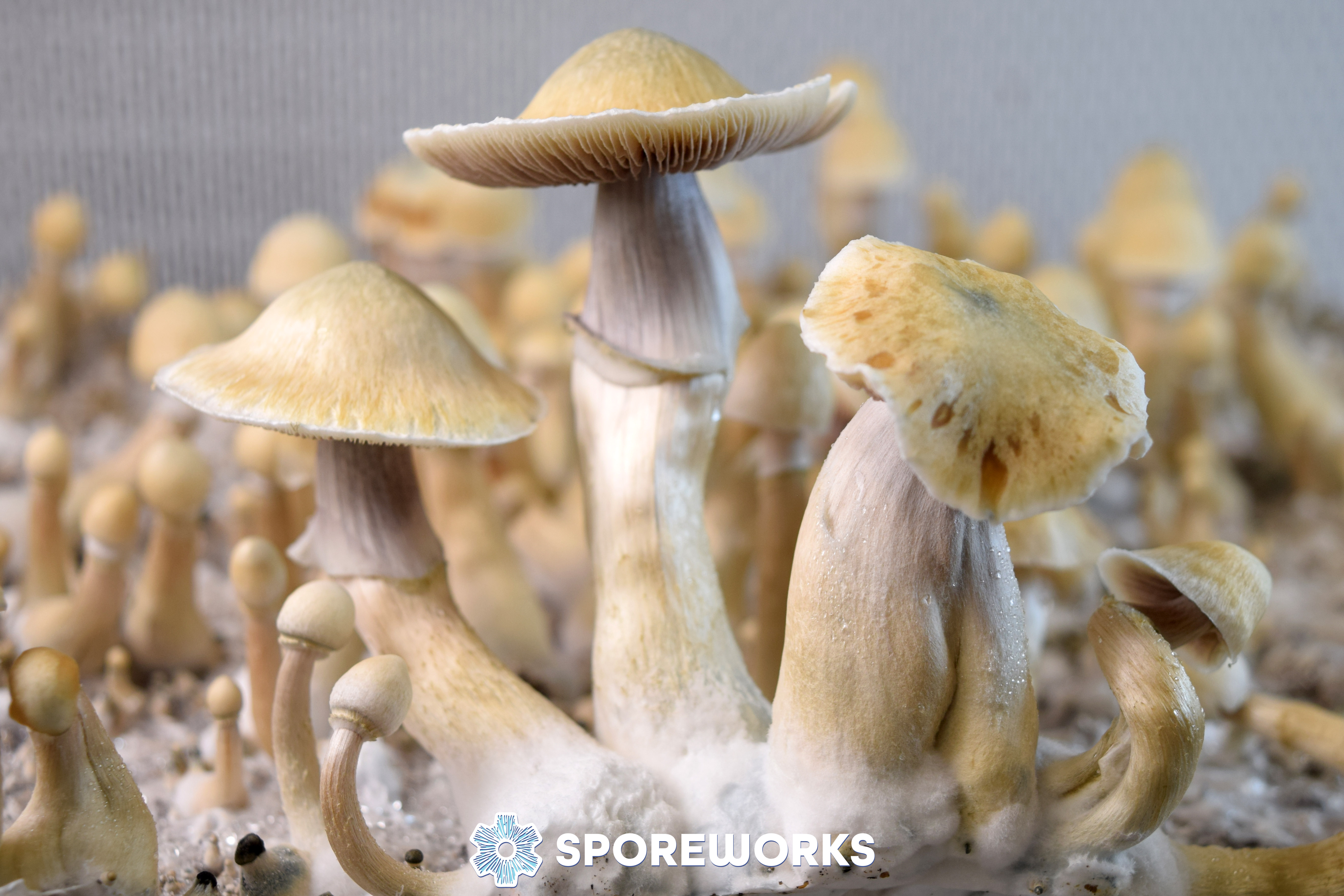 Psilocybe cubensis : African Transkei