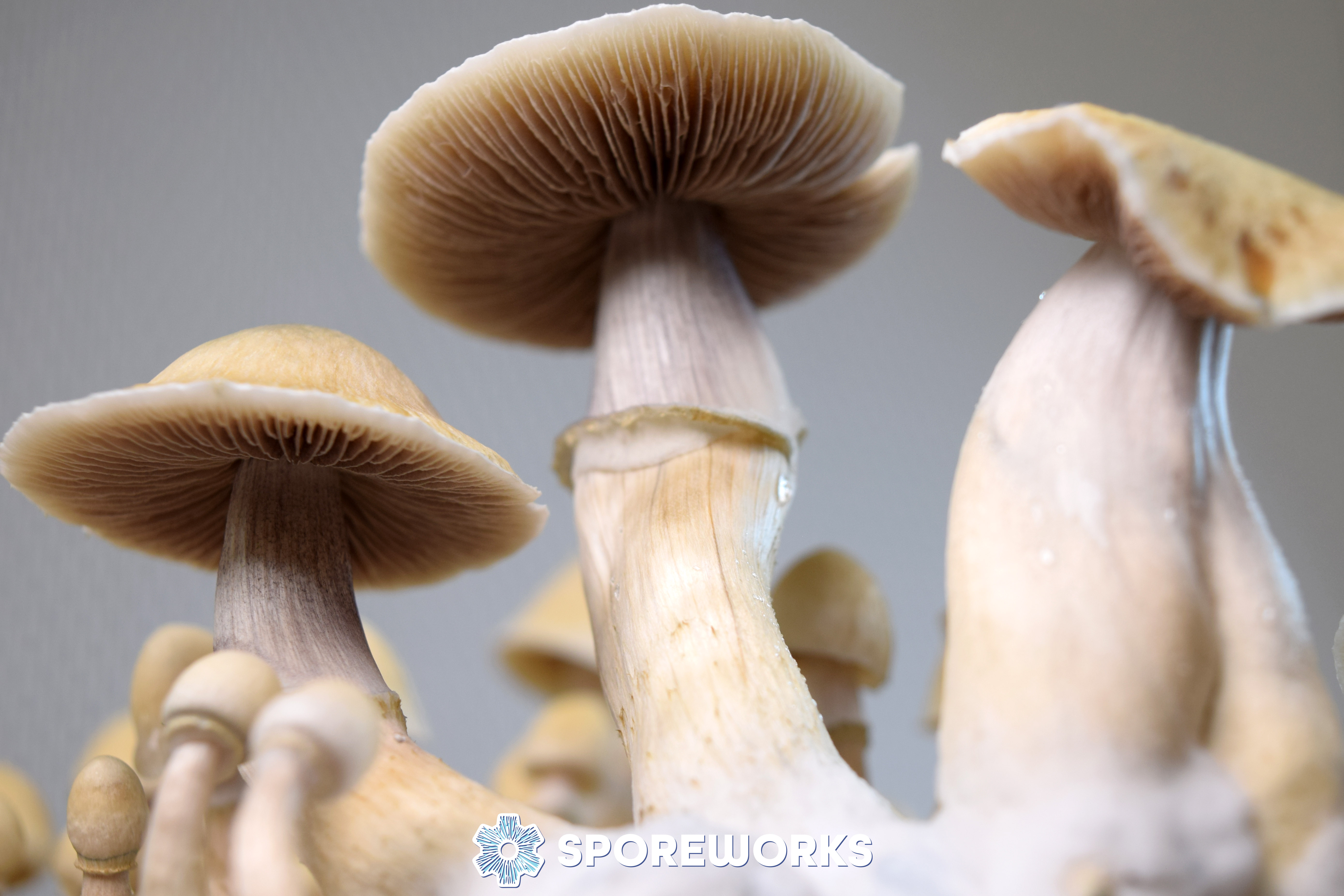 Psilocybe cubensis : African Transkei