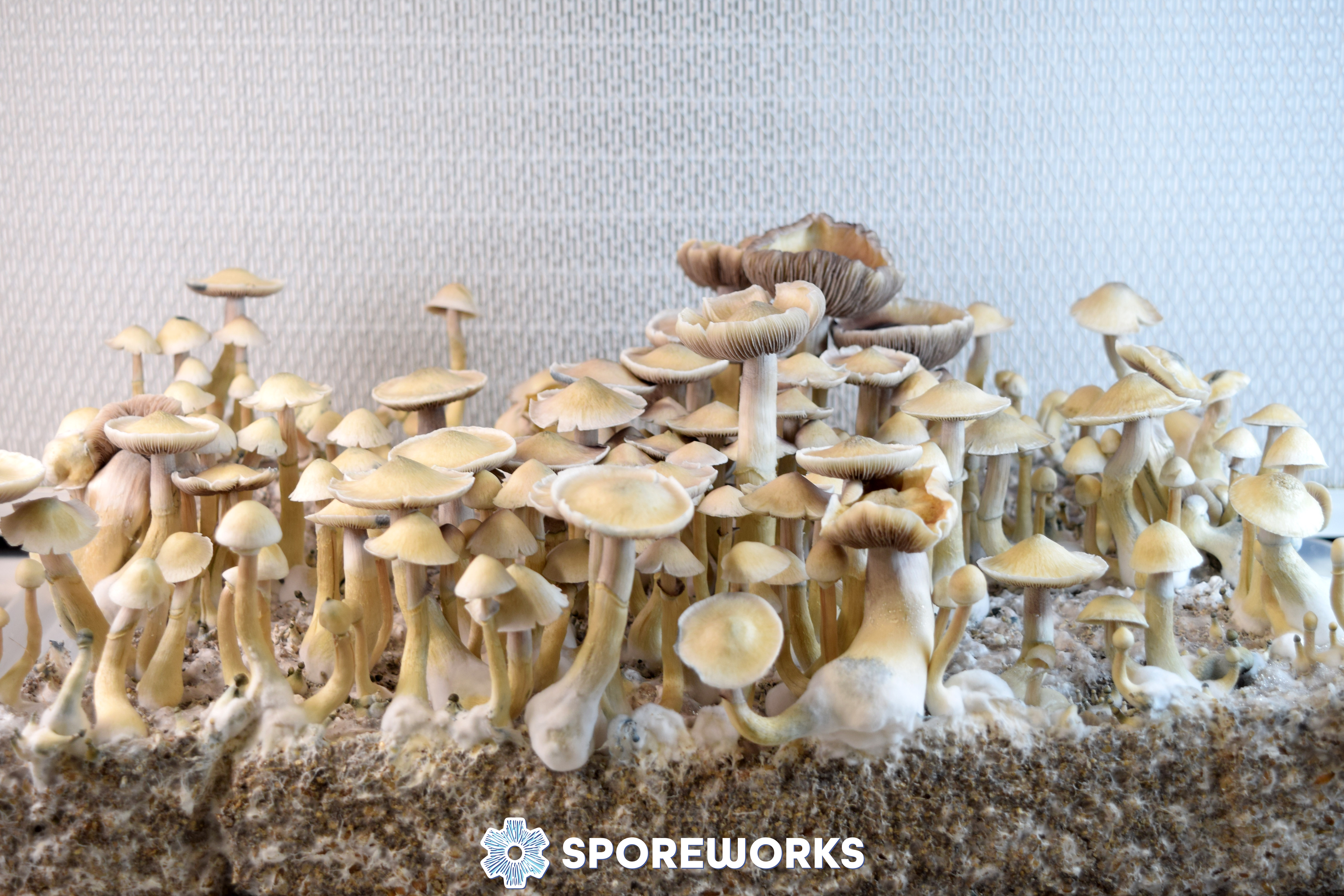 Psilocybe cubensis : African Transkei