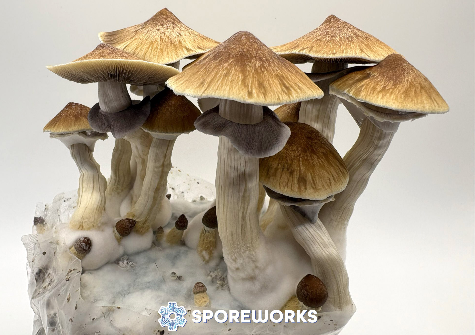 Psilocybe cubensis : Blue Meanie