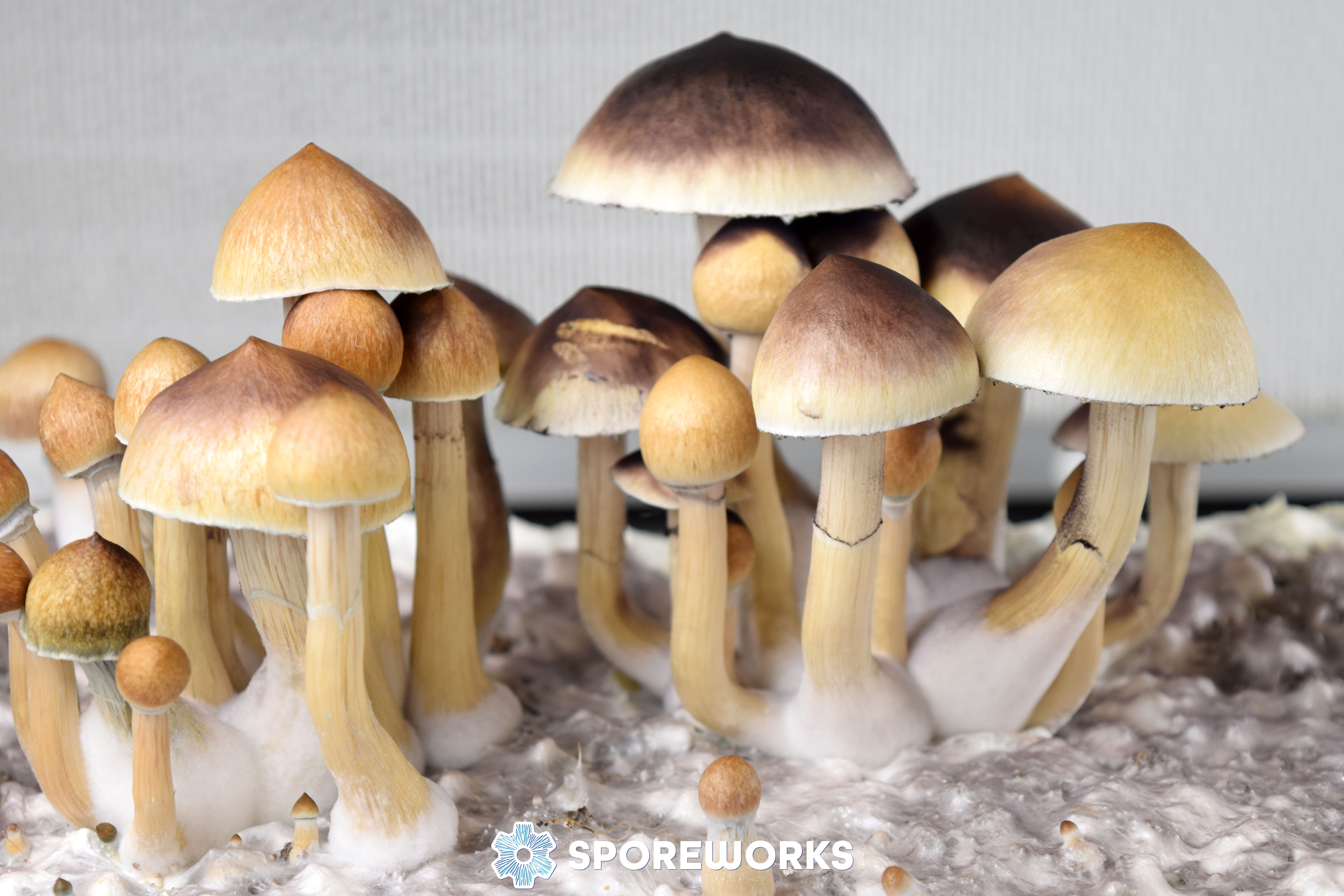 Psilocybe cubensis : Purple Mystic