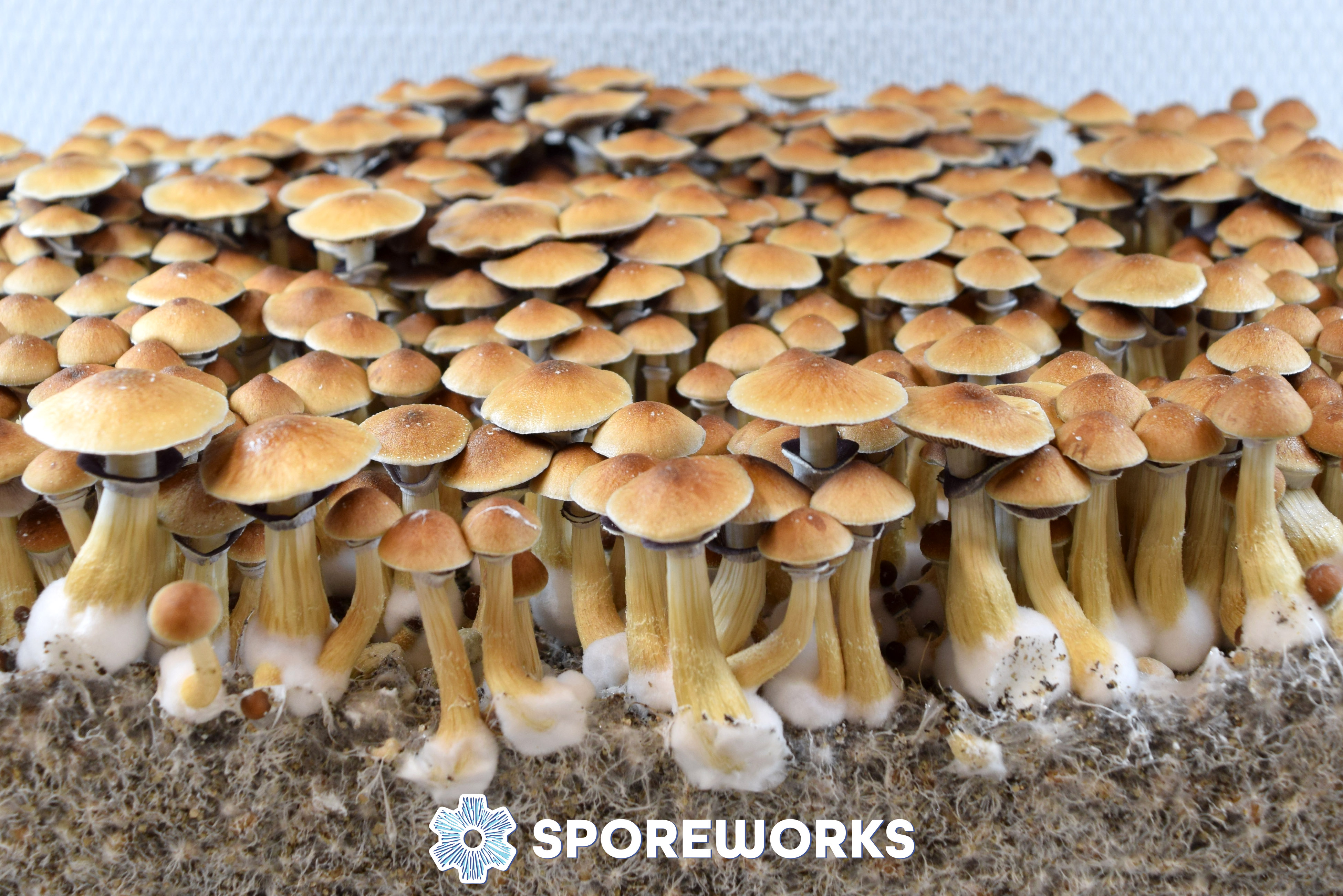 Psilocybe cubensis : PE#6