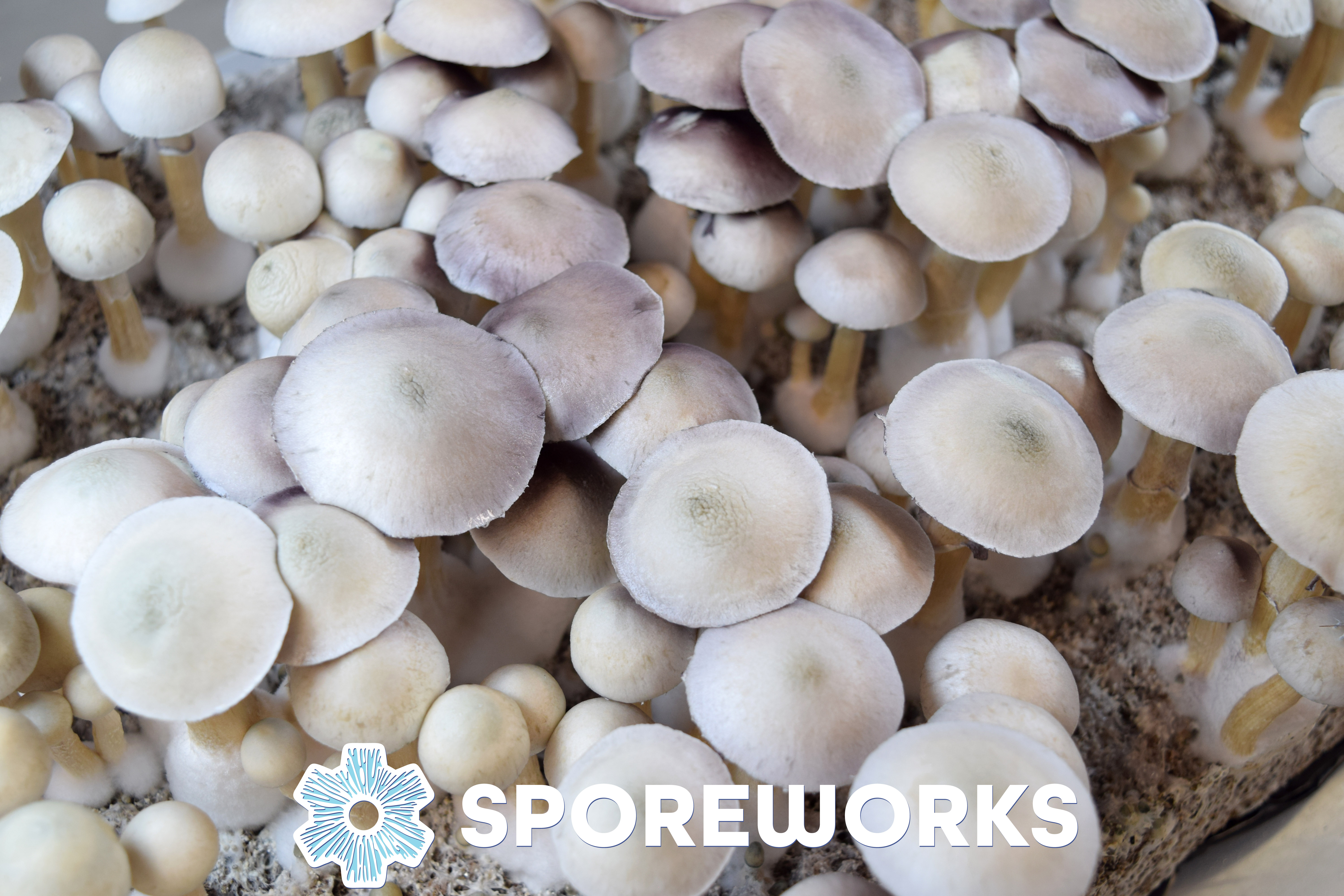 Psilocybe cubensis : A+ Albino