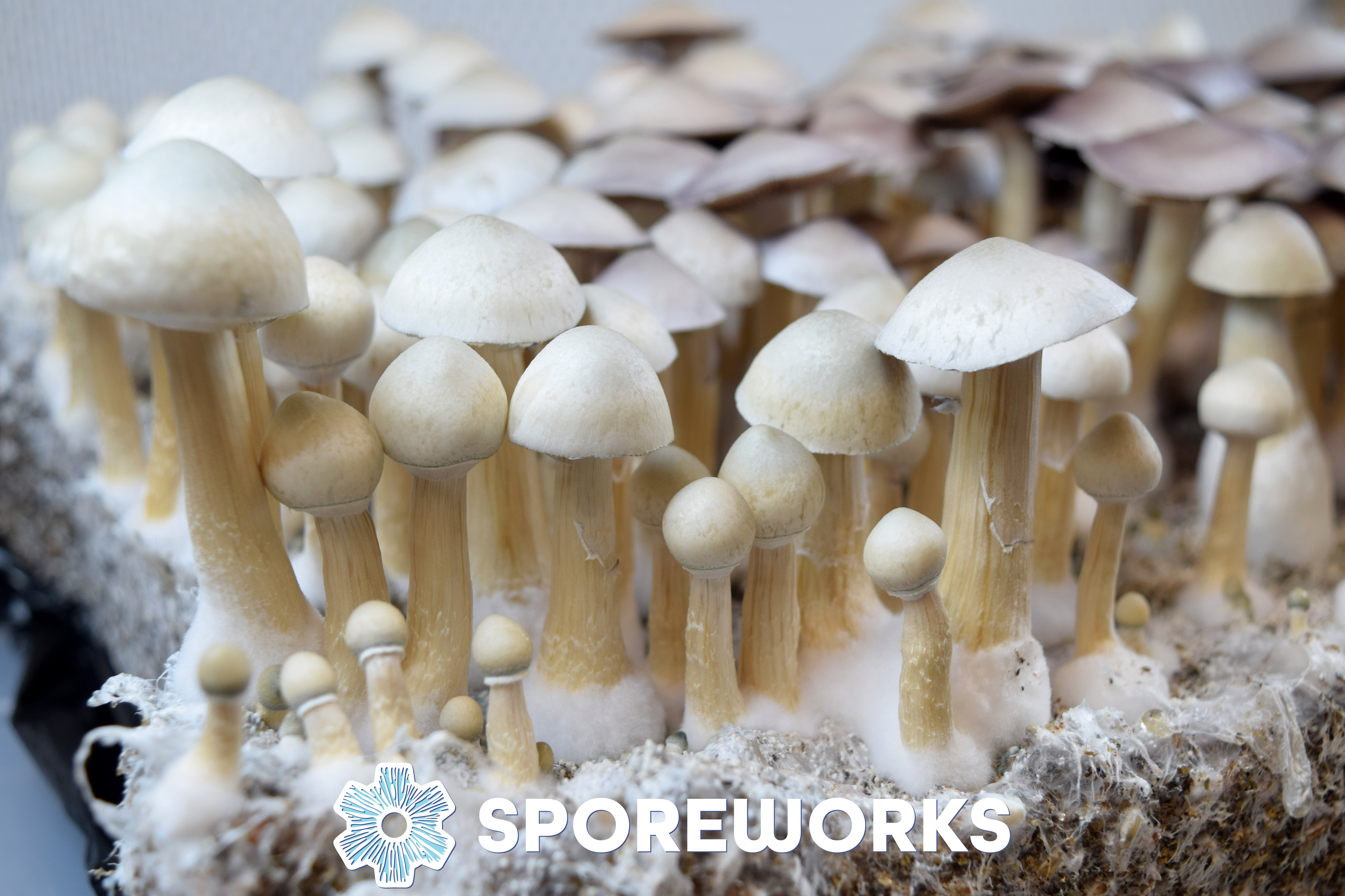 Psilocybe cubensis : A+ Albino