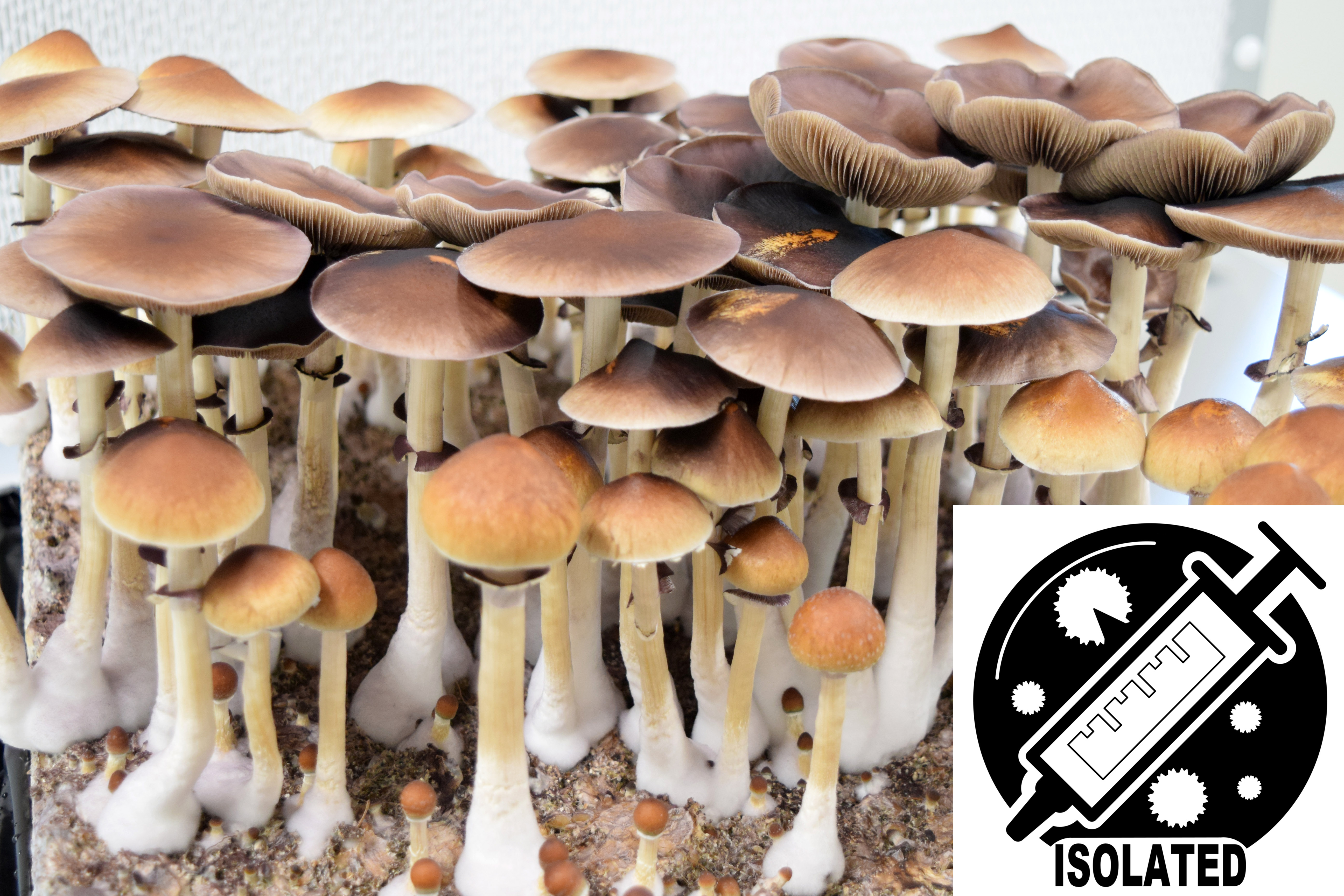 Psilocybe cubensis : B+ Spore Isolate Syringe