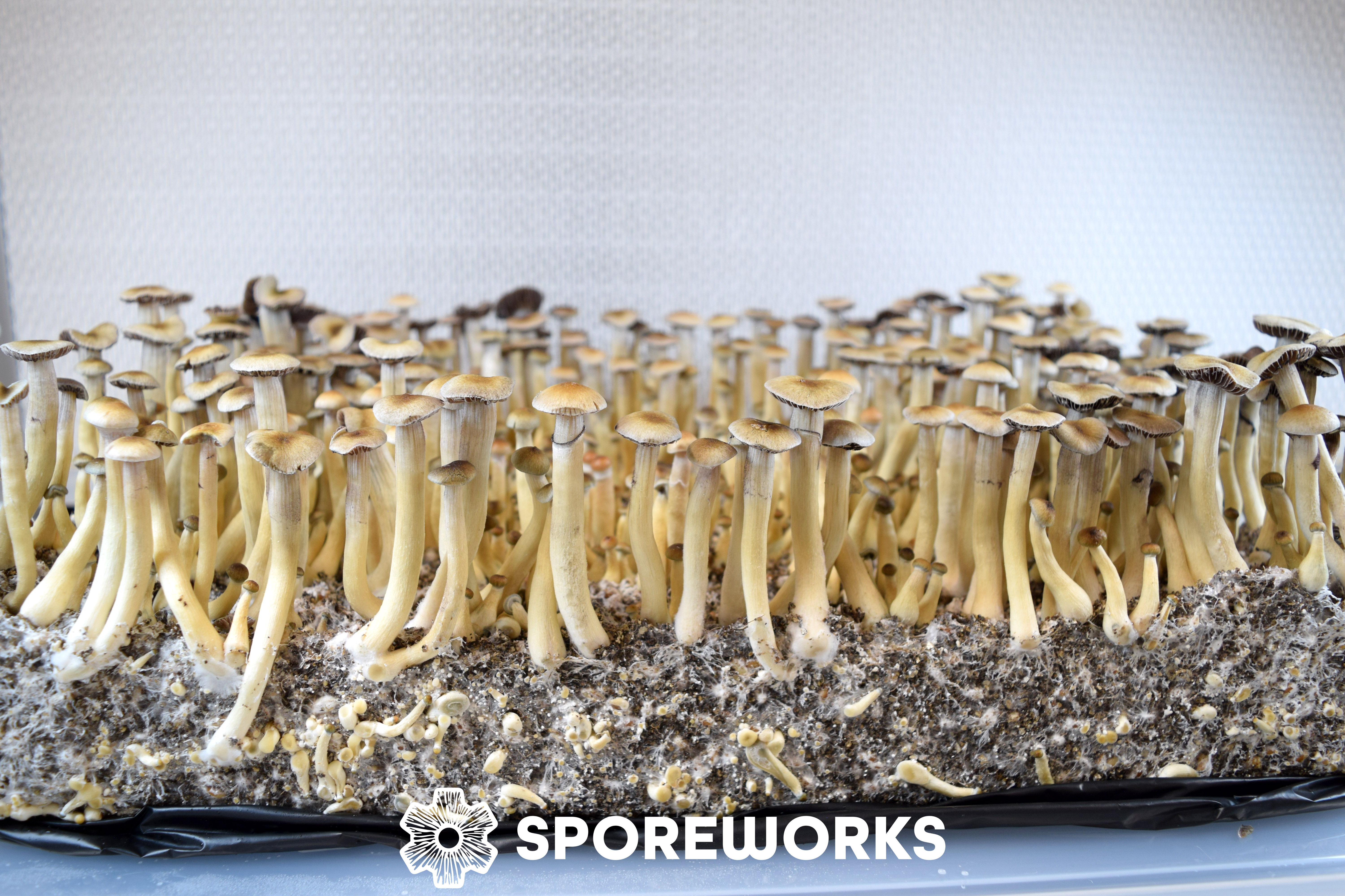 Psilocybe cubensis : Nepal, Chitwan