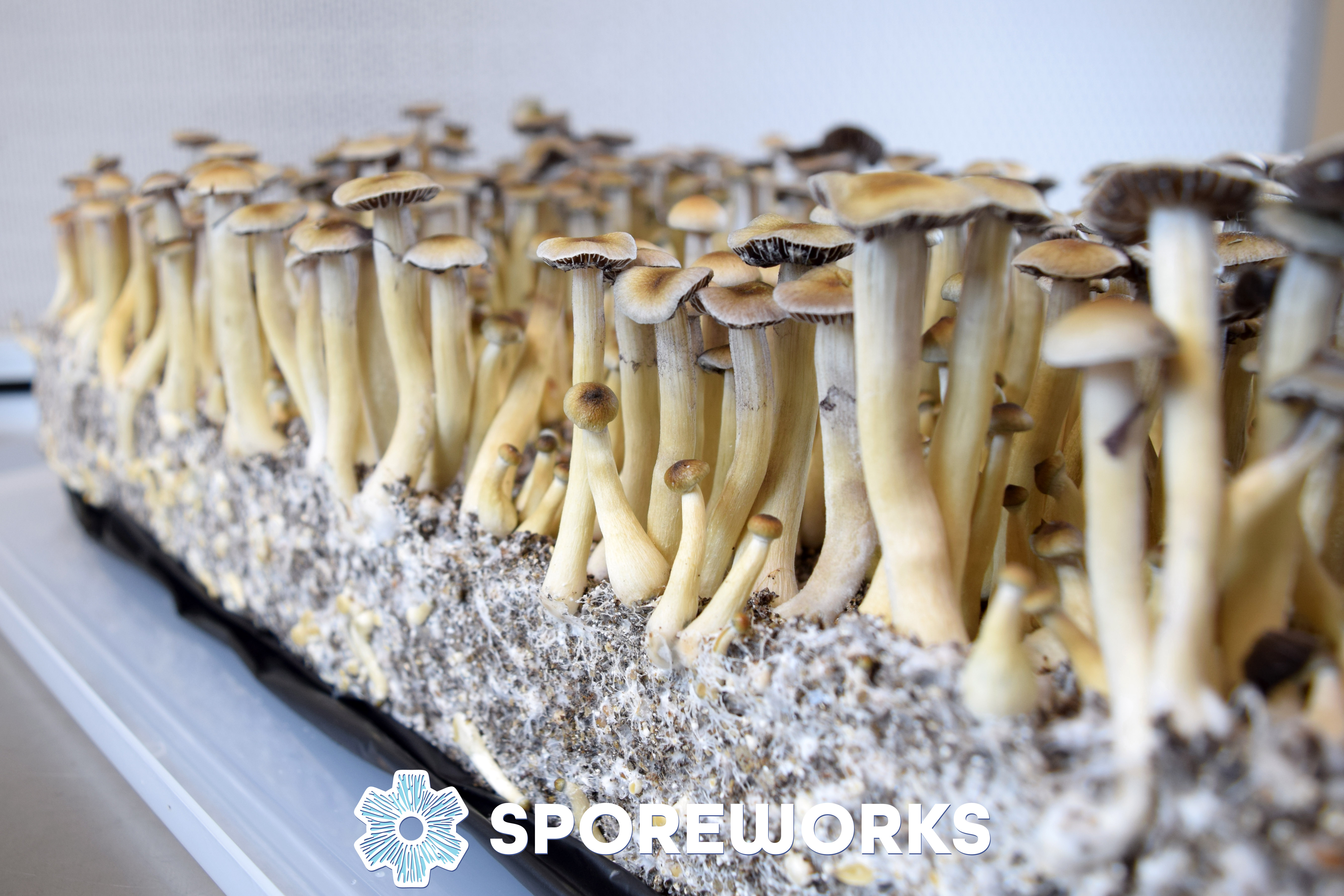 Psilocybe cubensis : Nepal, Chitwan Spore Isolate Syringe