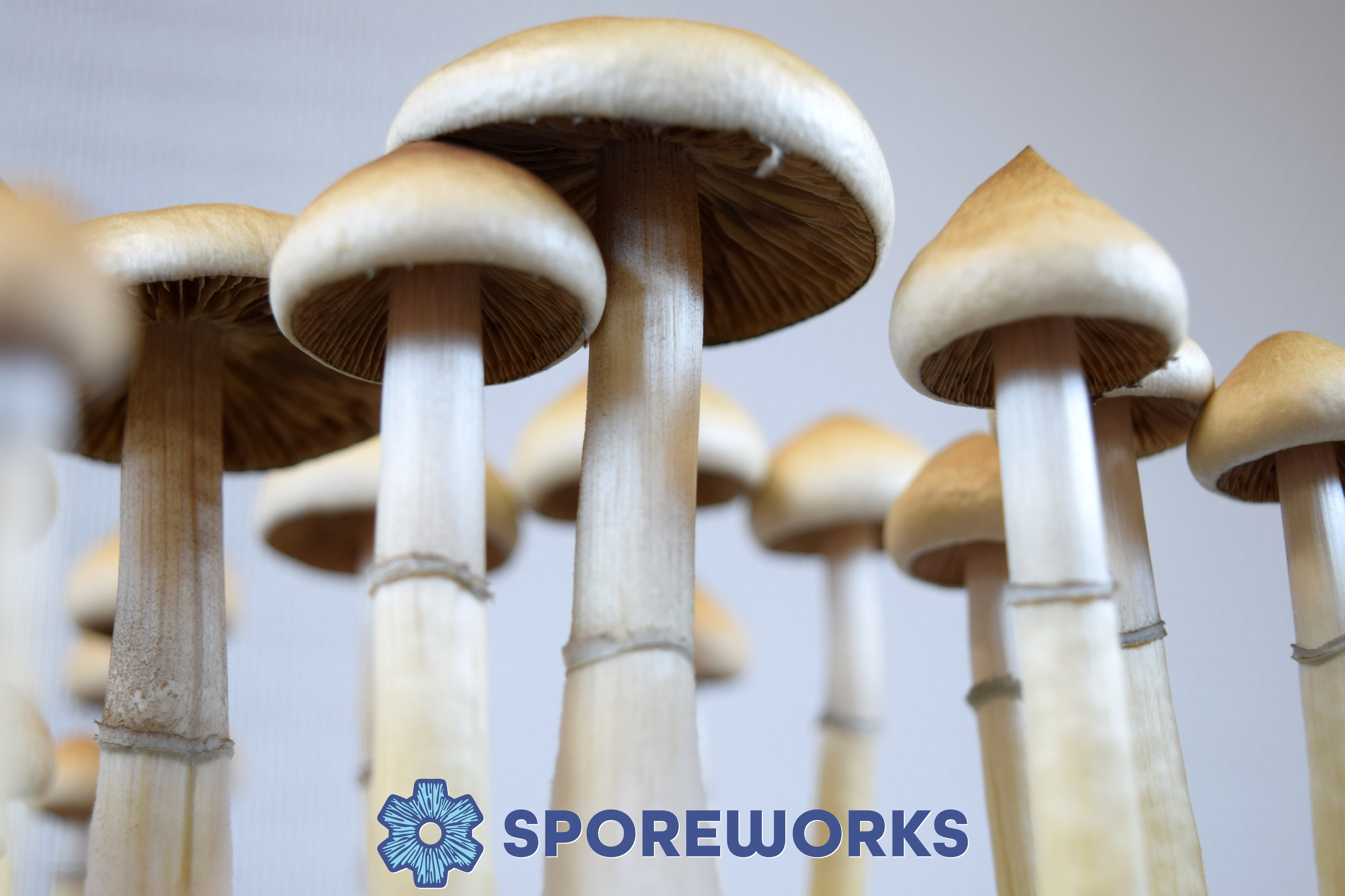 Psilocybe cubensis Columbian Rust Spore Isolate Syringe