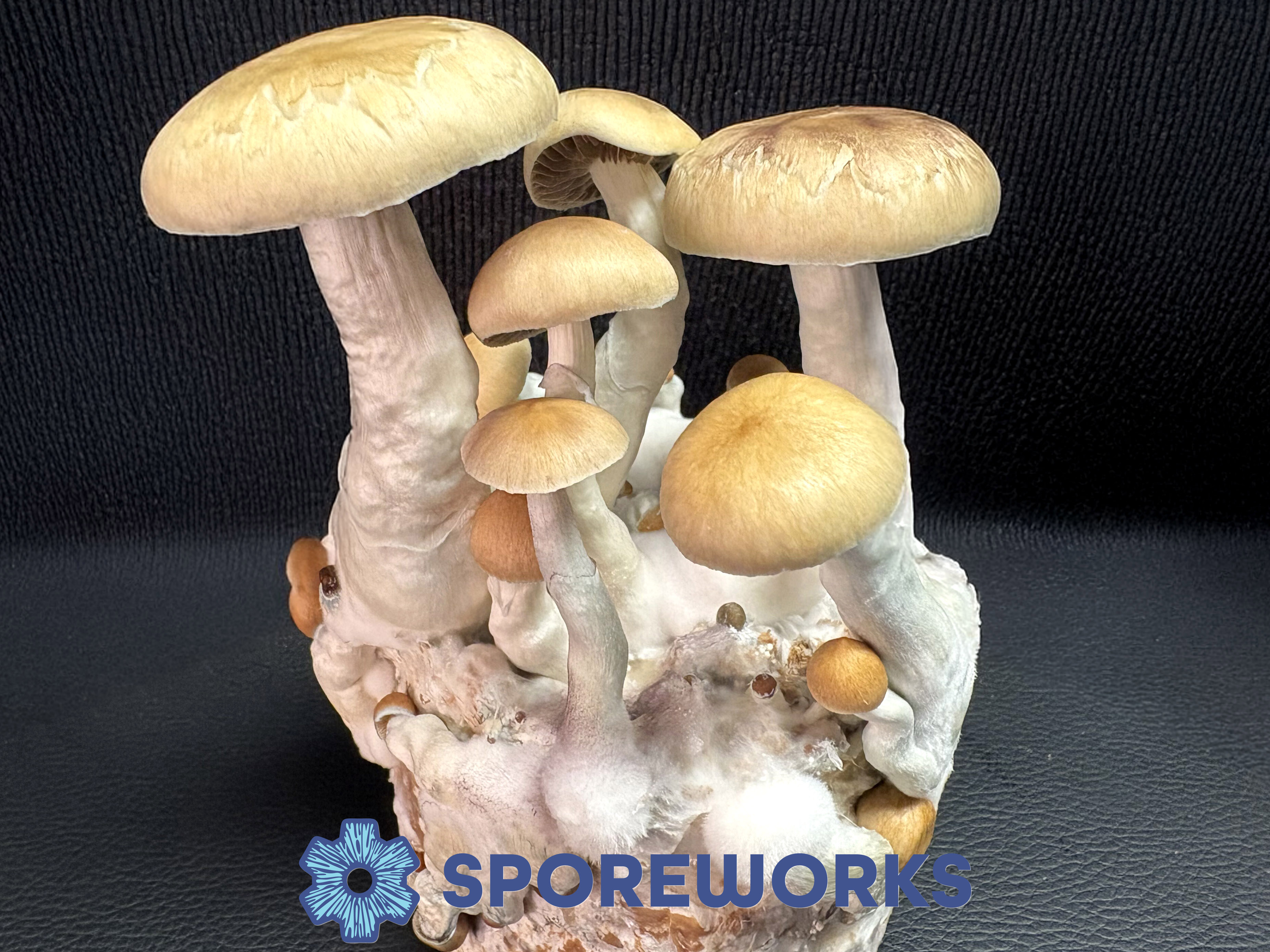Psilocybe cubensis : Dimple Strain