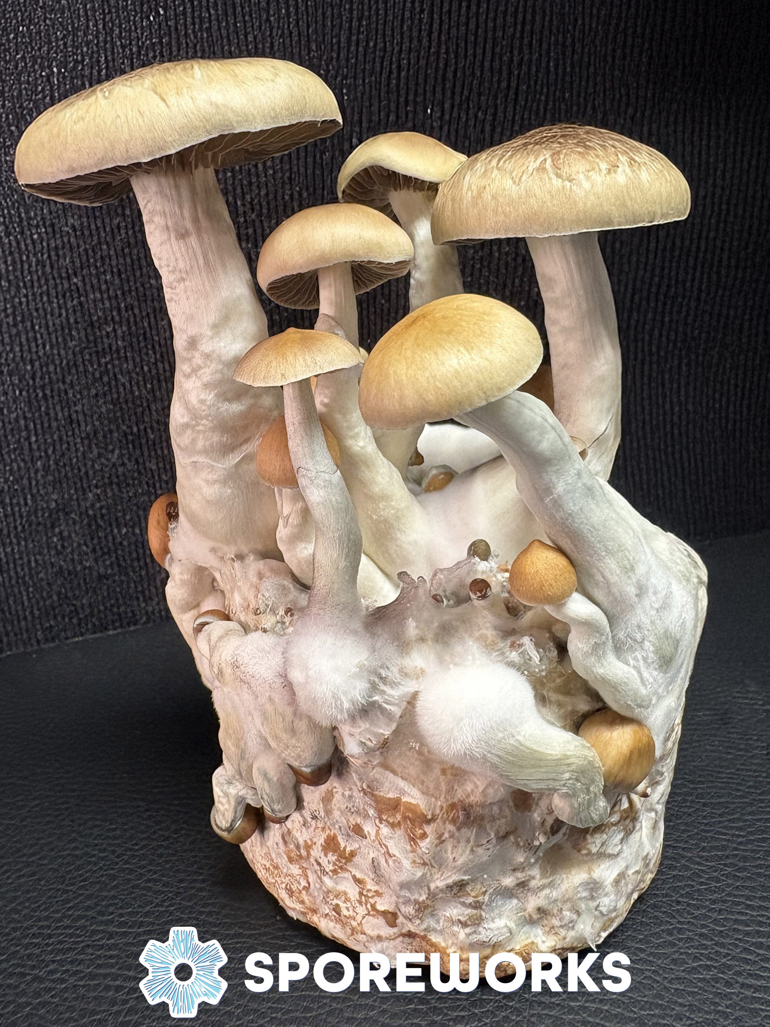 Psilocybe cubensis : Dimple Strain