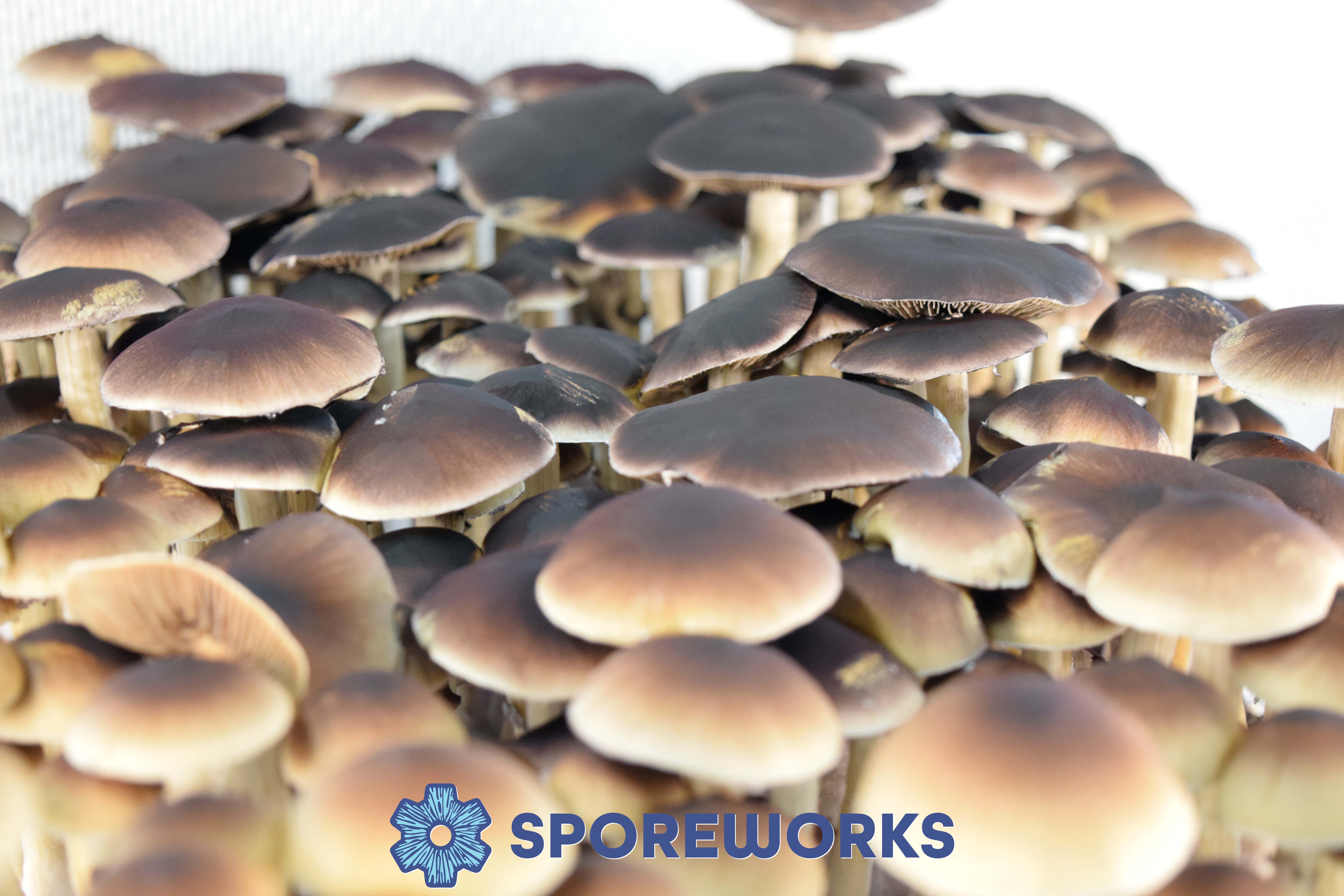 Psilocybe cubensis : Golden Teacher Strain