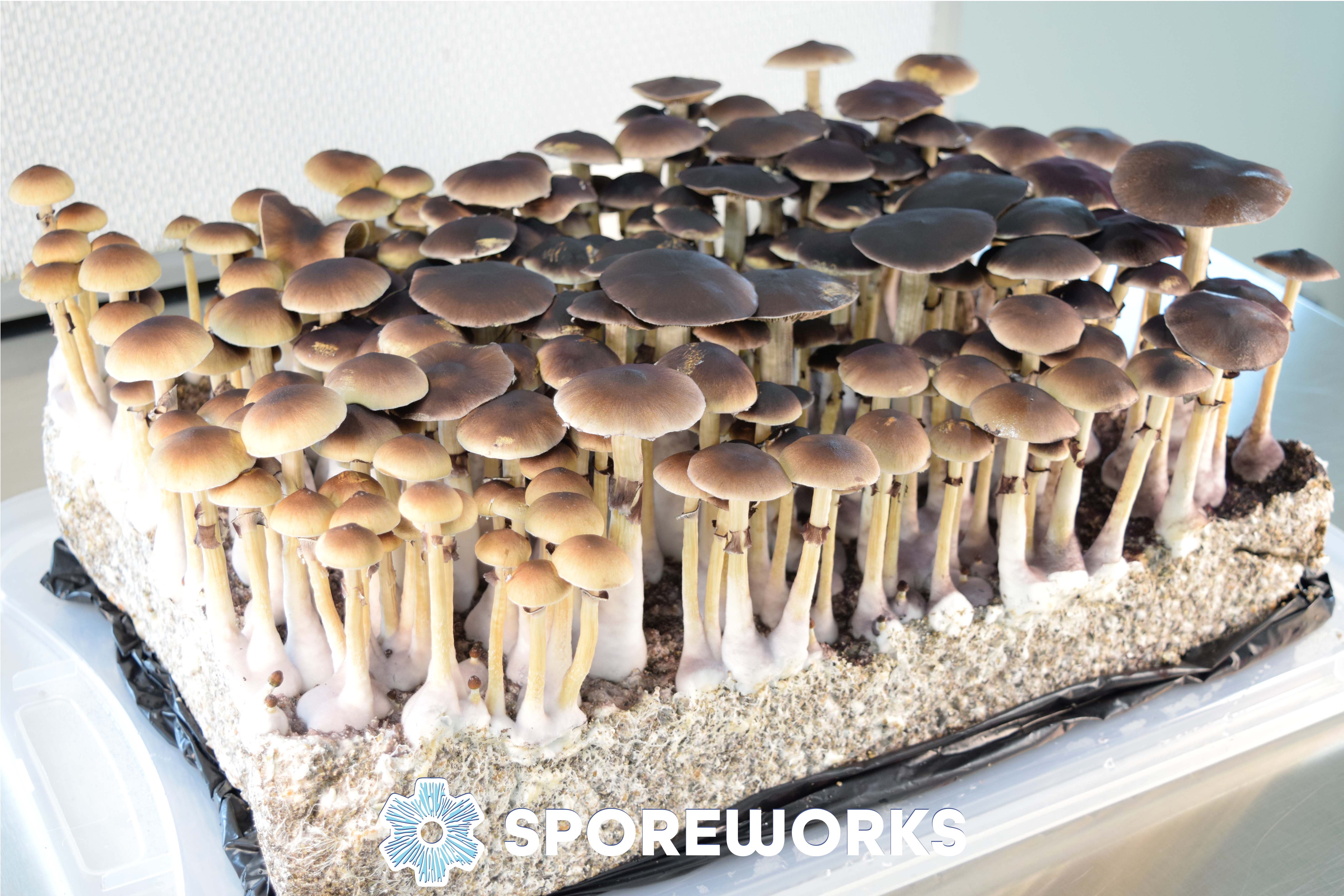 Psilocybe cubensis : Golden Teacher Strain