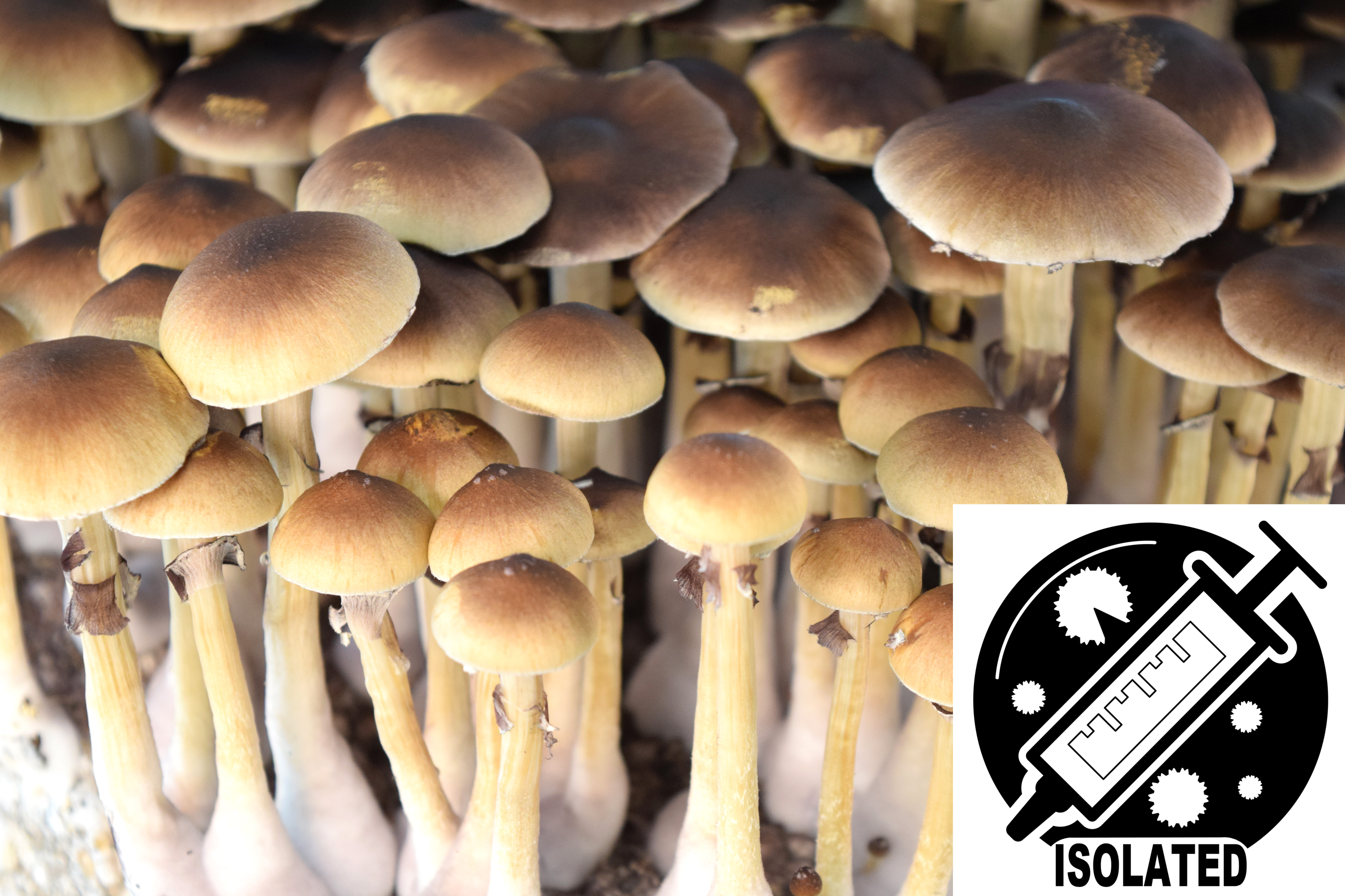 Psilocybe cubensis : Golden Teacher Spore Isolate Syringe