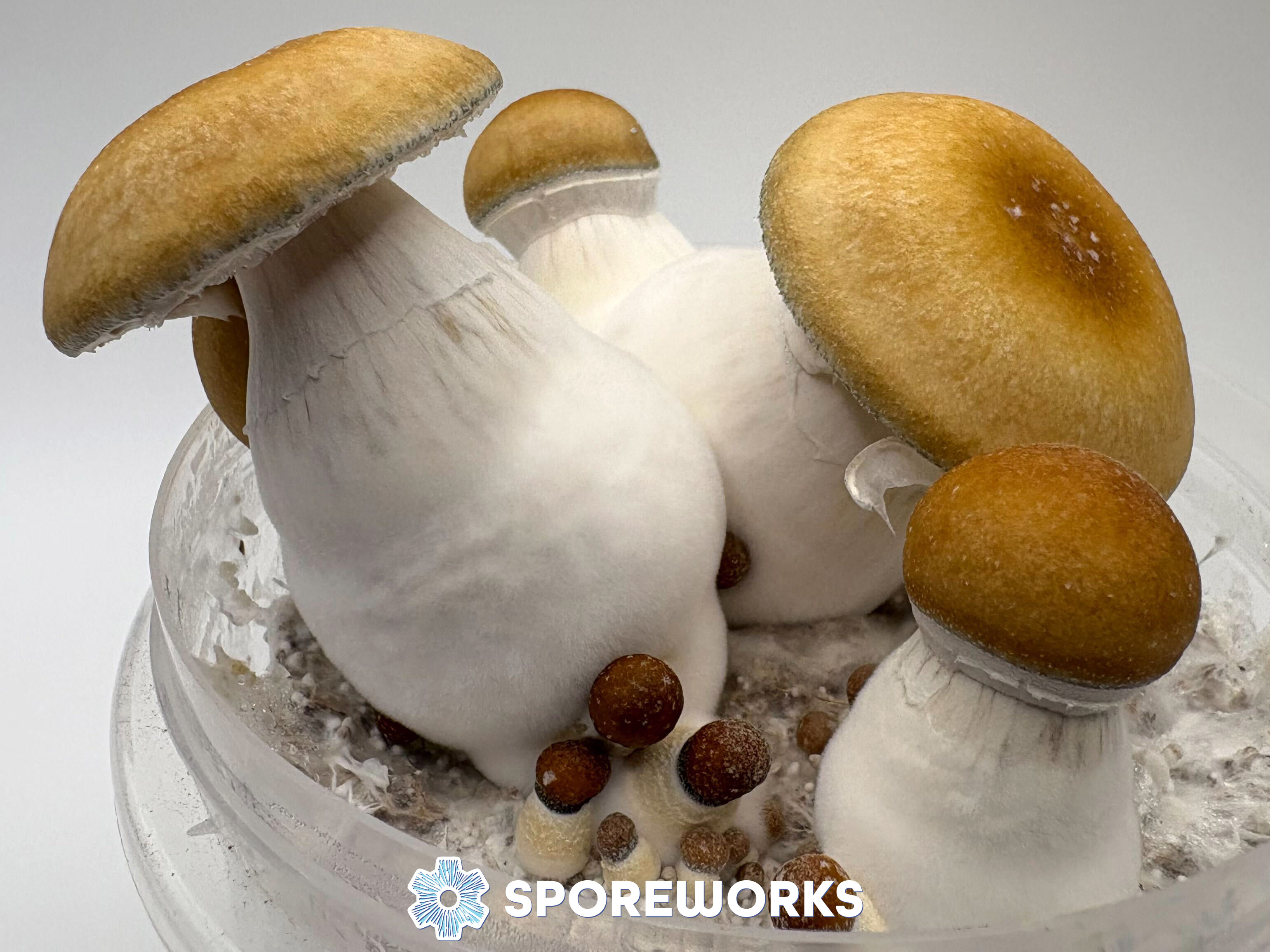 Psilocybe cubensis : Hillbilly Pumpkin