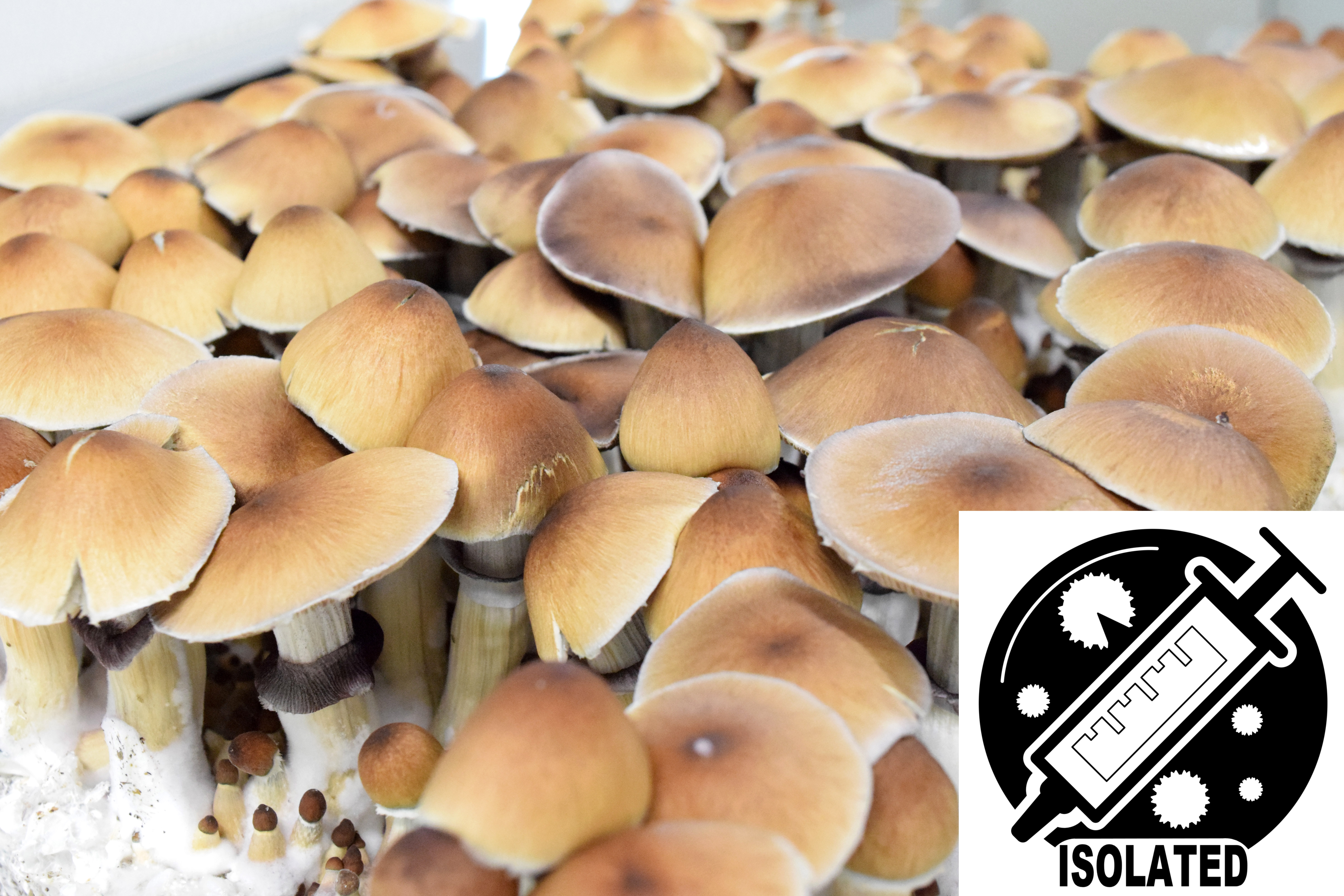 Psilocybe cubensis : Huautla Spore Isolate