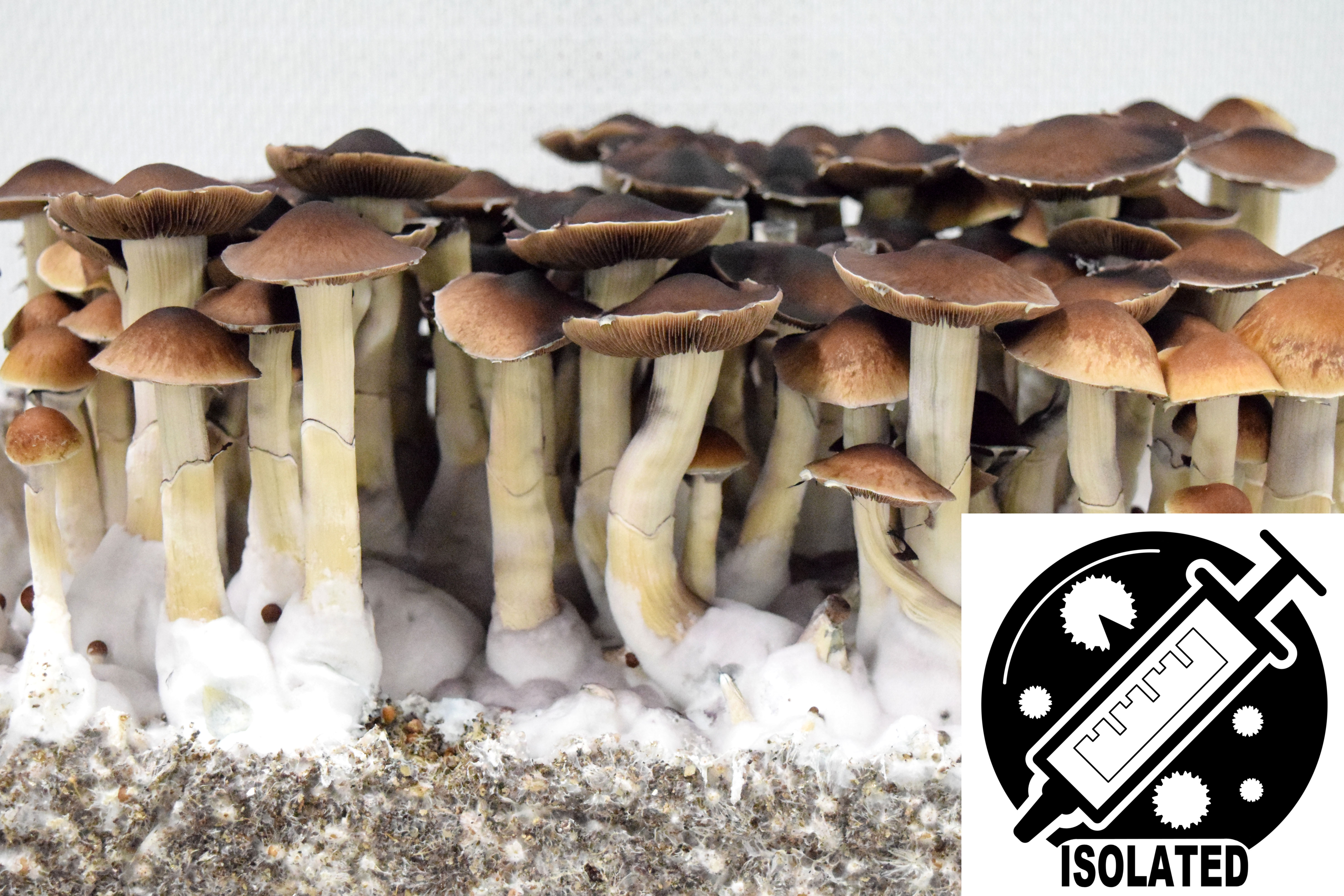 Psilocybe cubensis : Mexican Dutch King MDK
