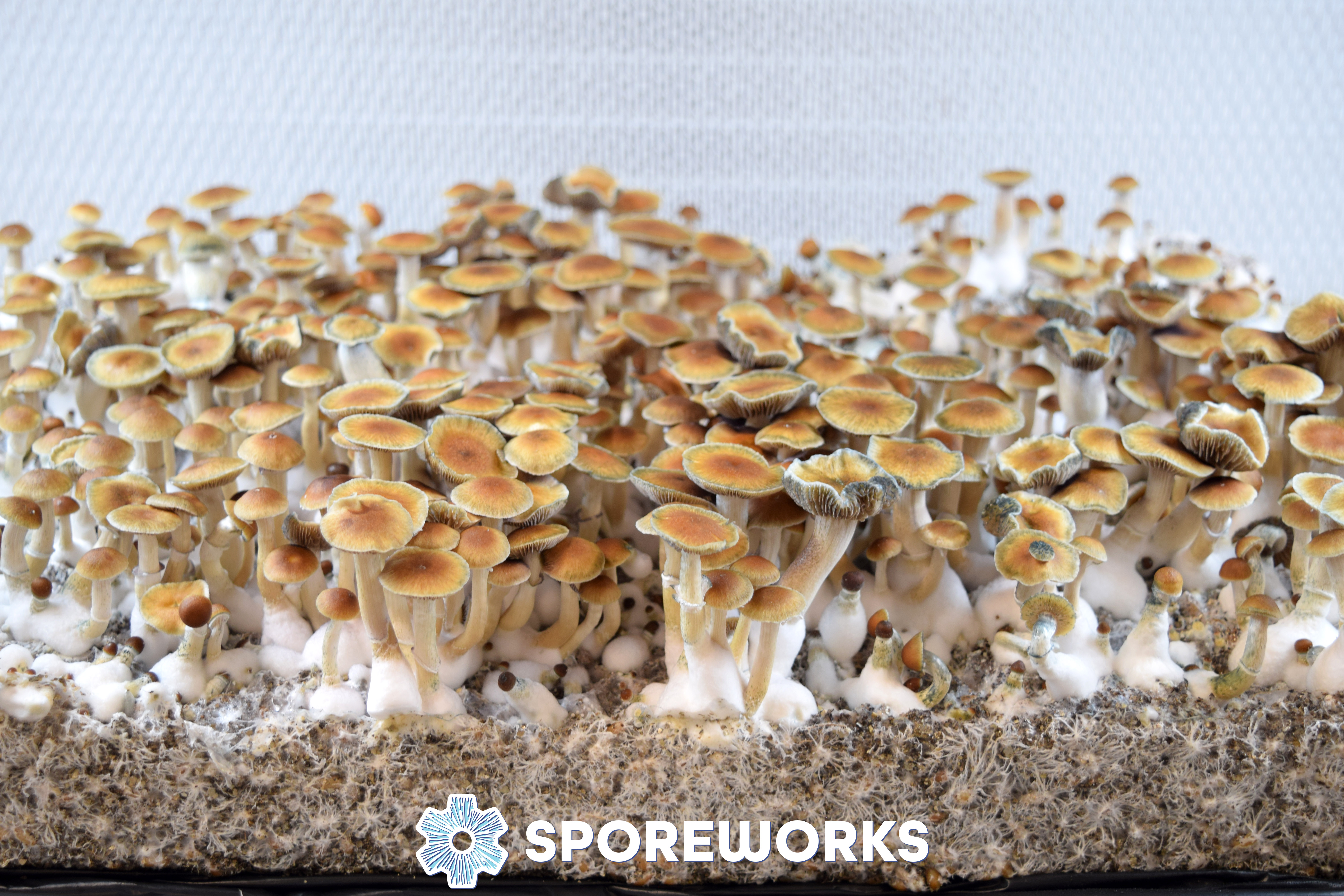 Psilocybe cubensis : Malabar Coast
