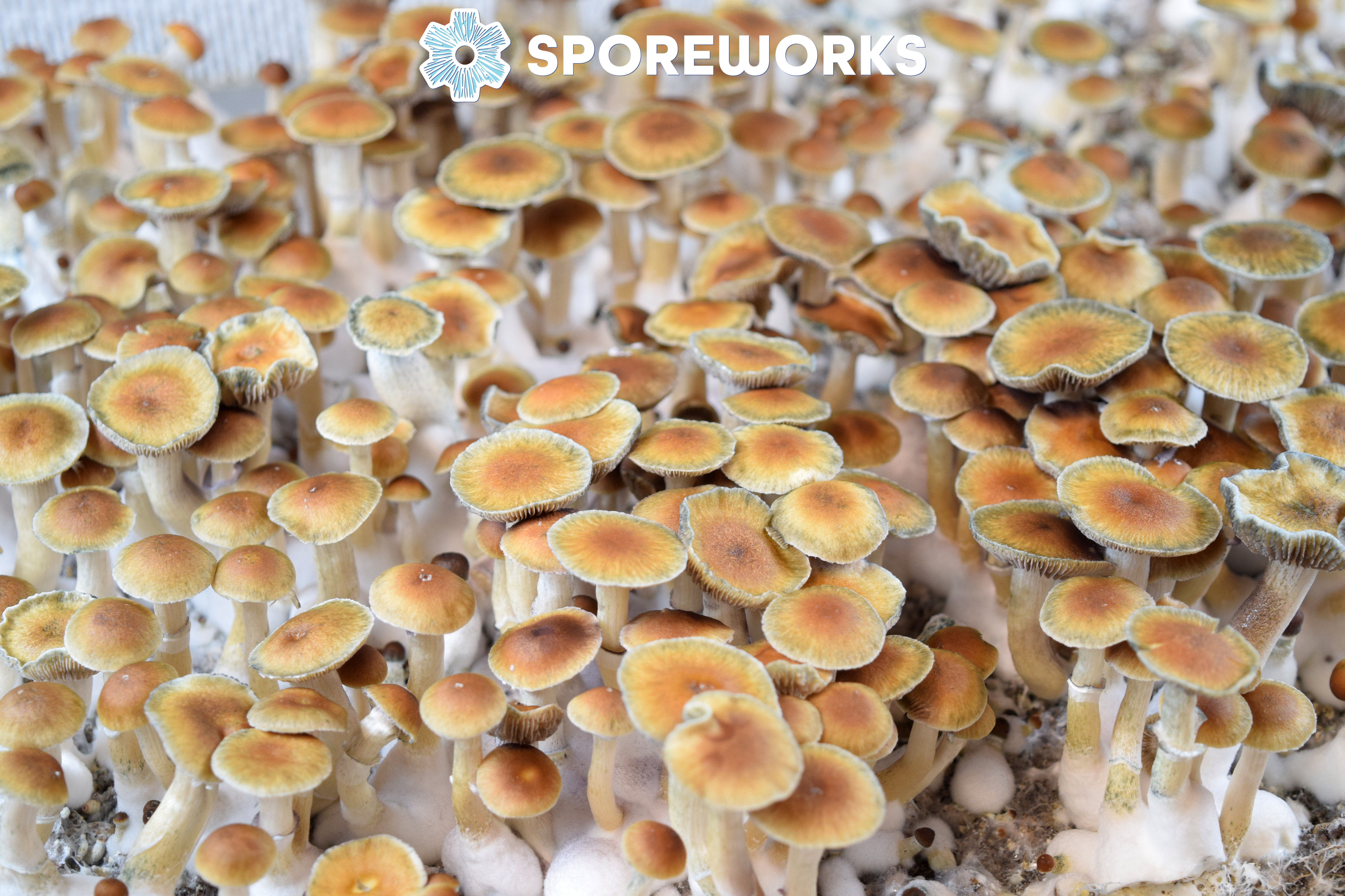 Psilocybe cubensis : Malabar Coast