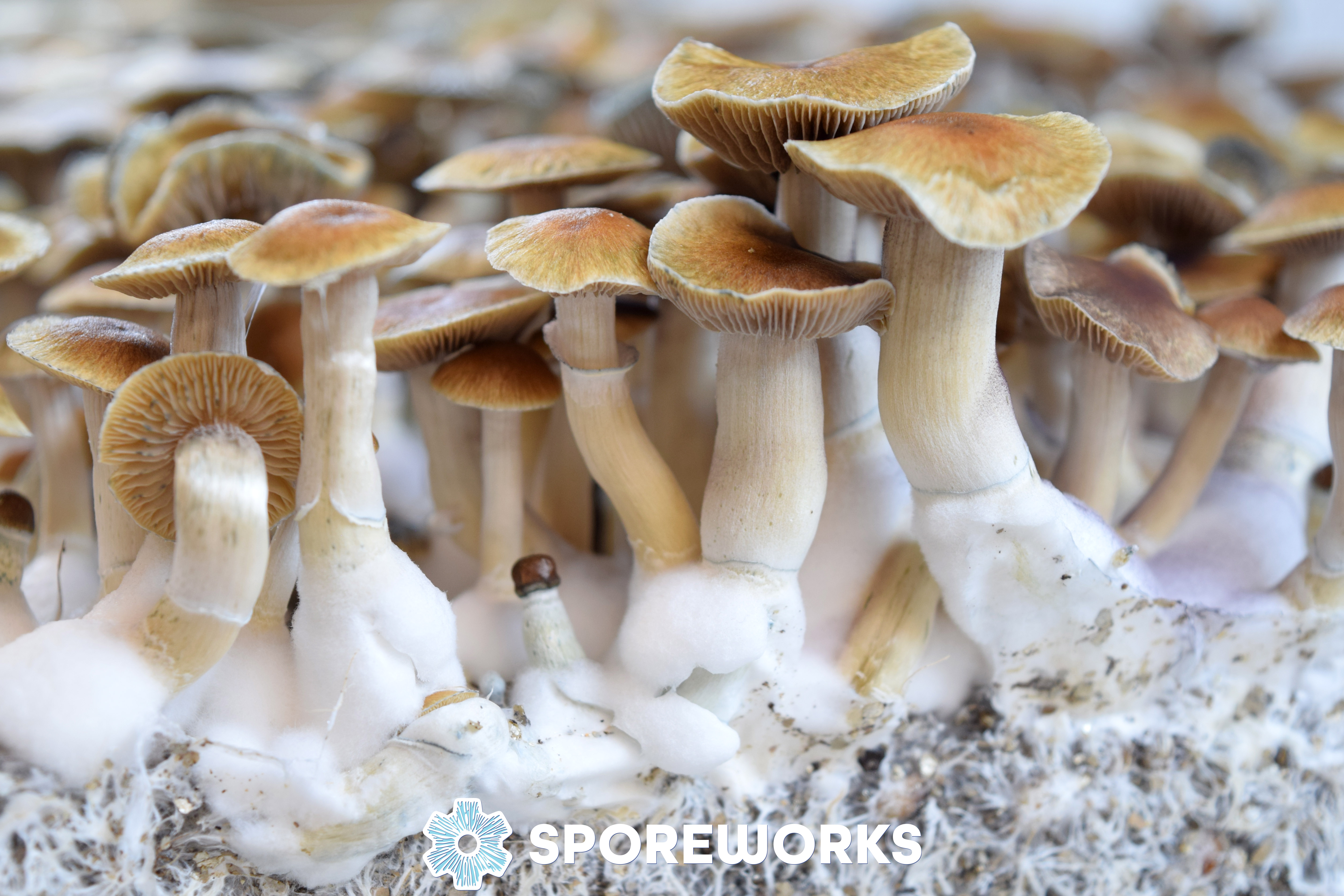 Psilocybe cubensis : Malabar Coast