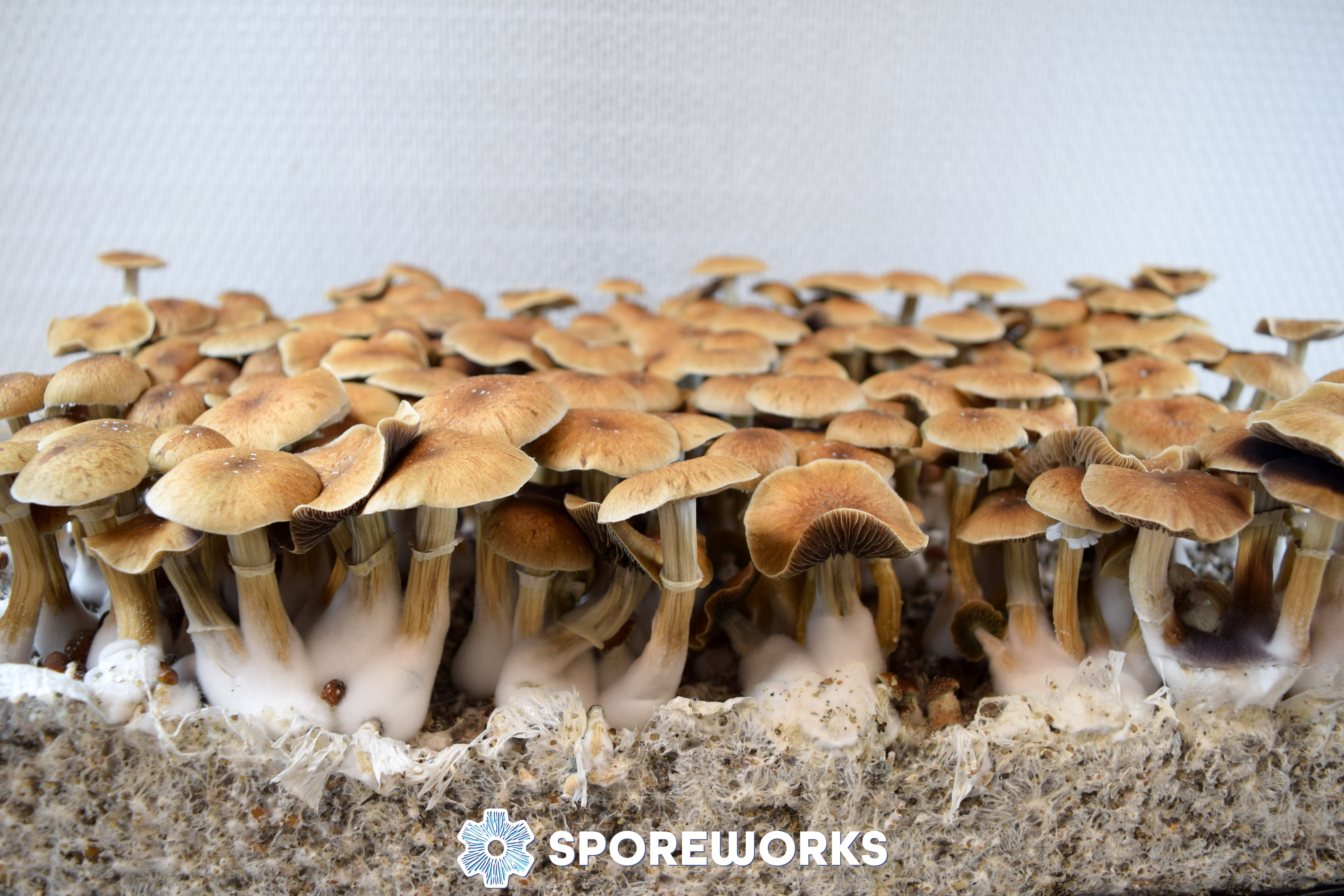 Psilocybe cubensis : McKennaii
