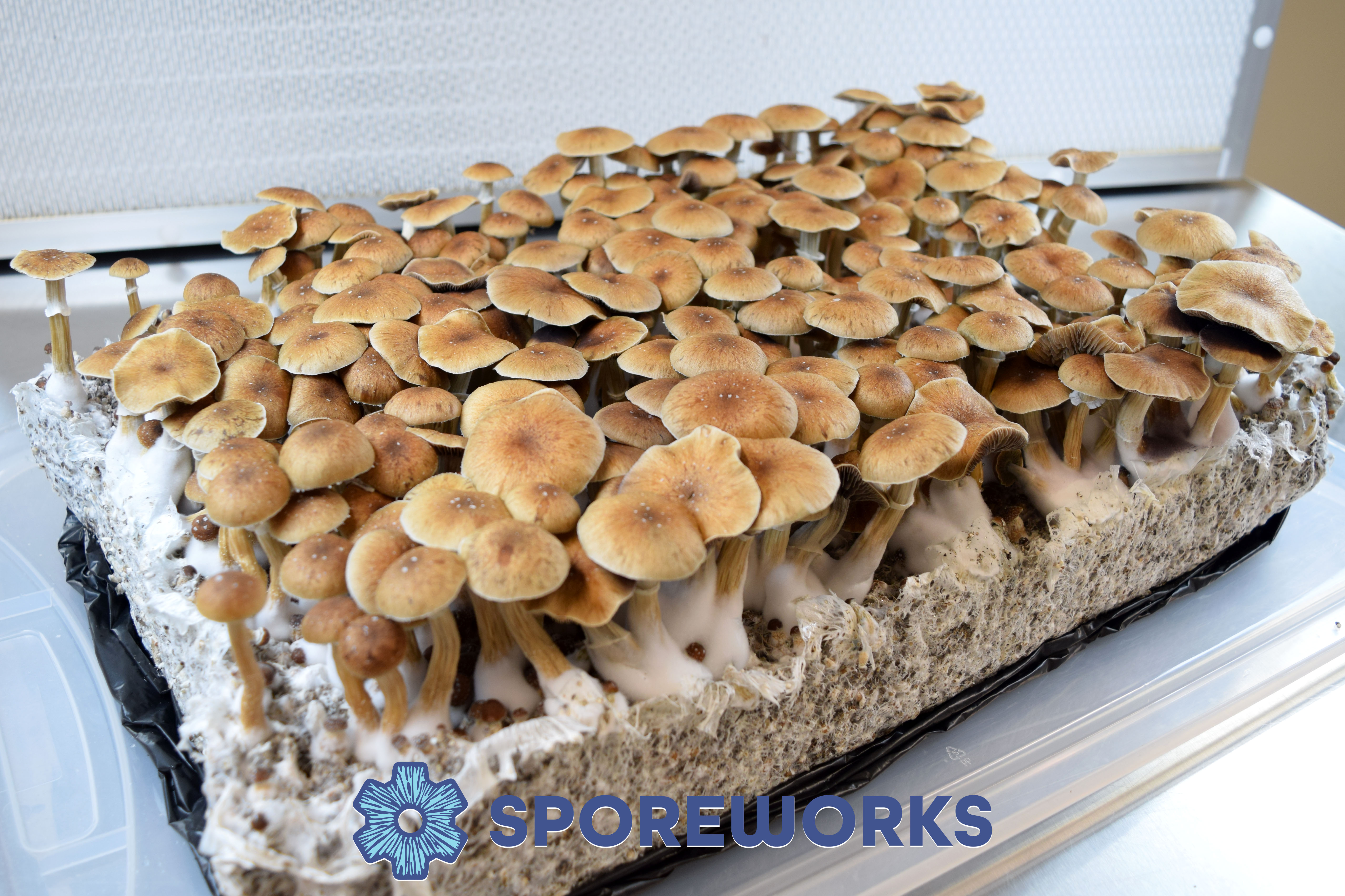 Psilocybe cubensis : McKennaii Spore Isolate