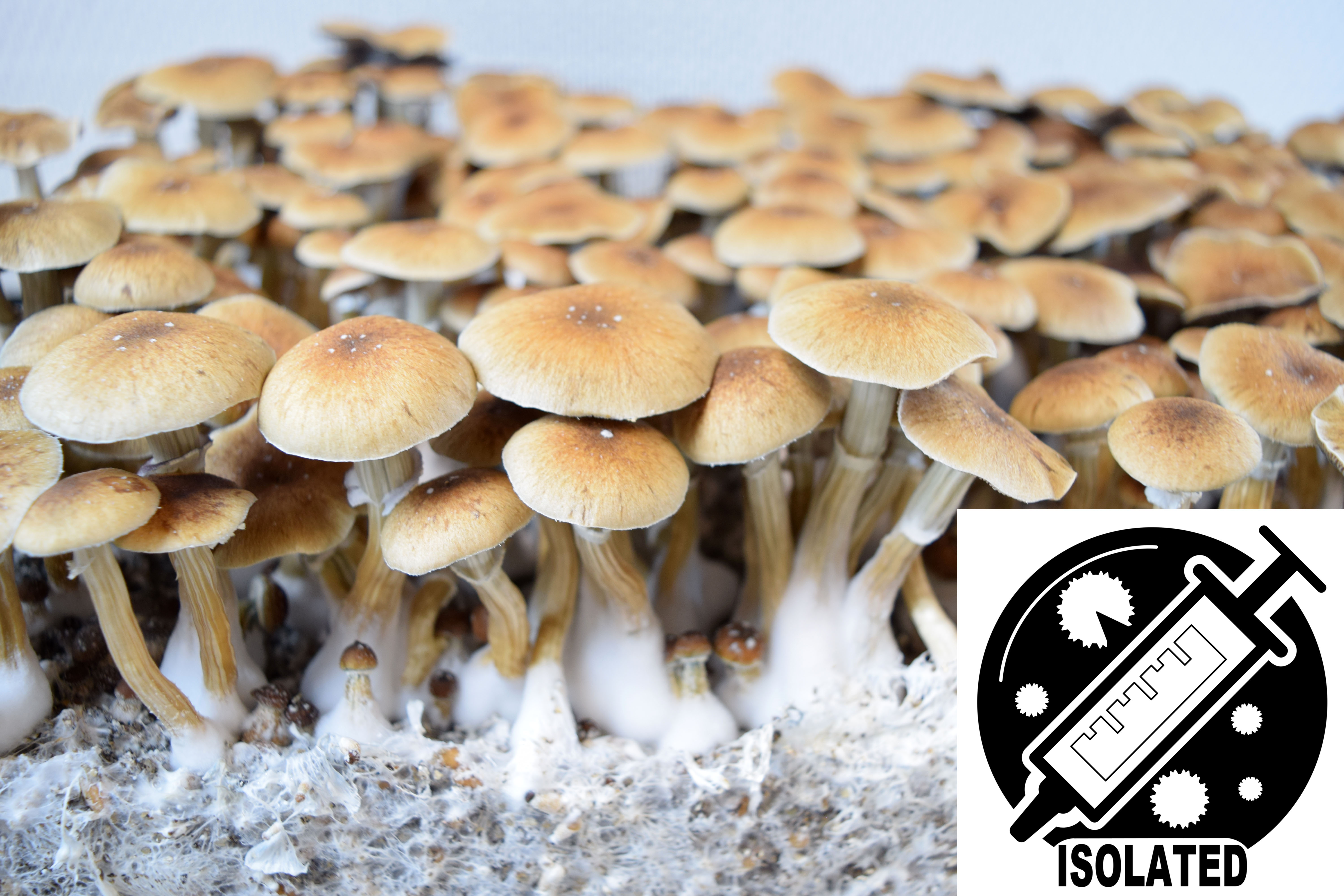 Psilocybe cubensis : McKennaii