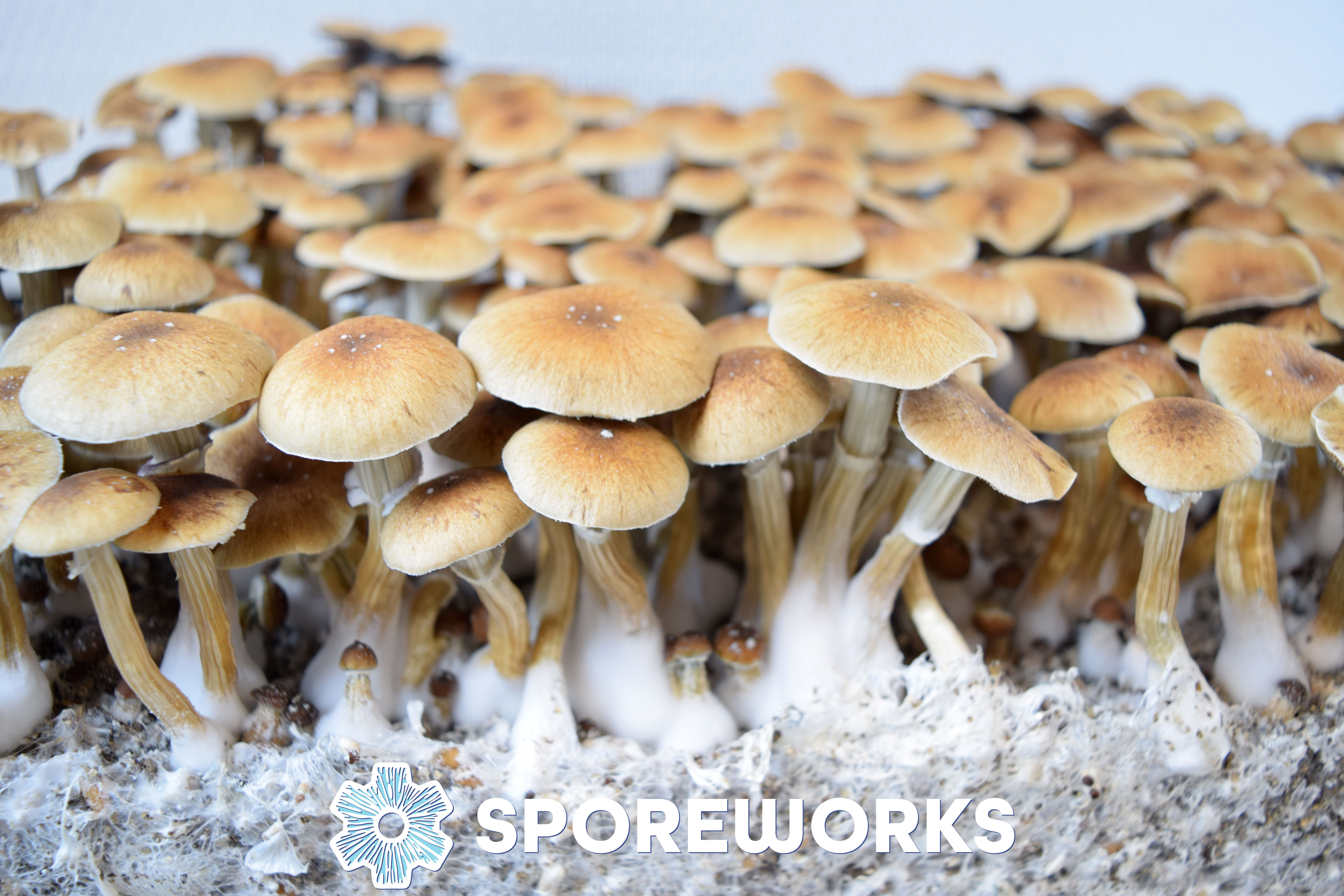 Psilocybe cubensis : McKennaii
