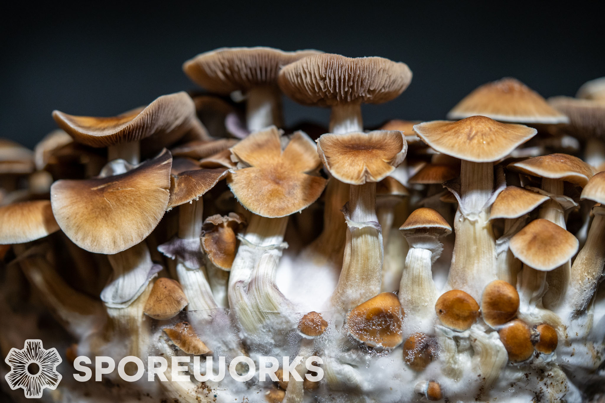Psilocybe cubensis : Oak Ridge