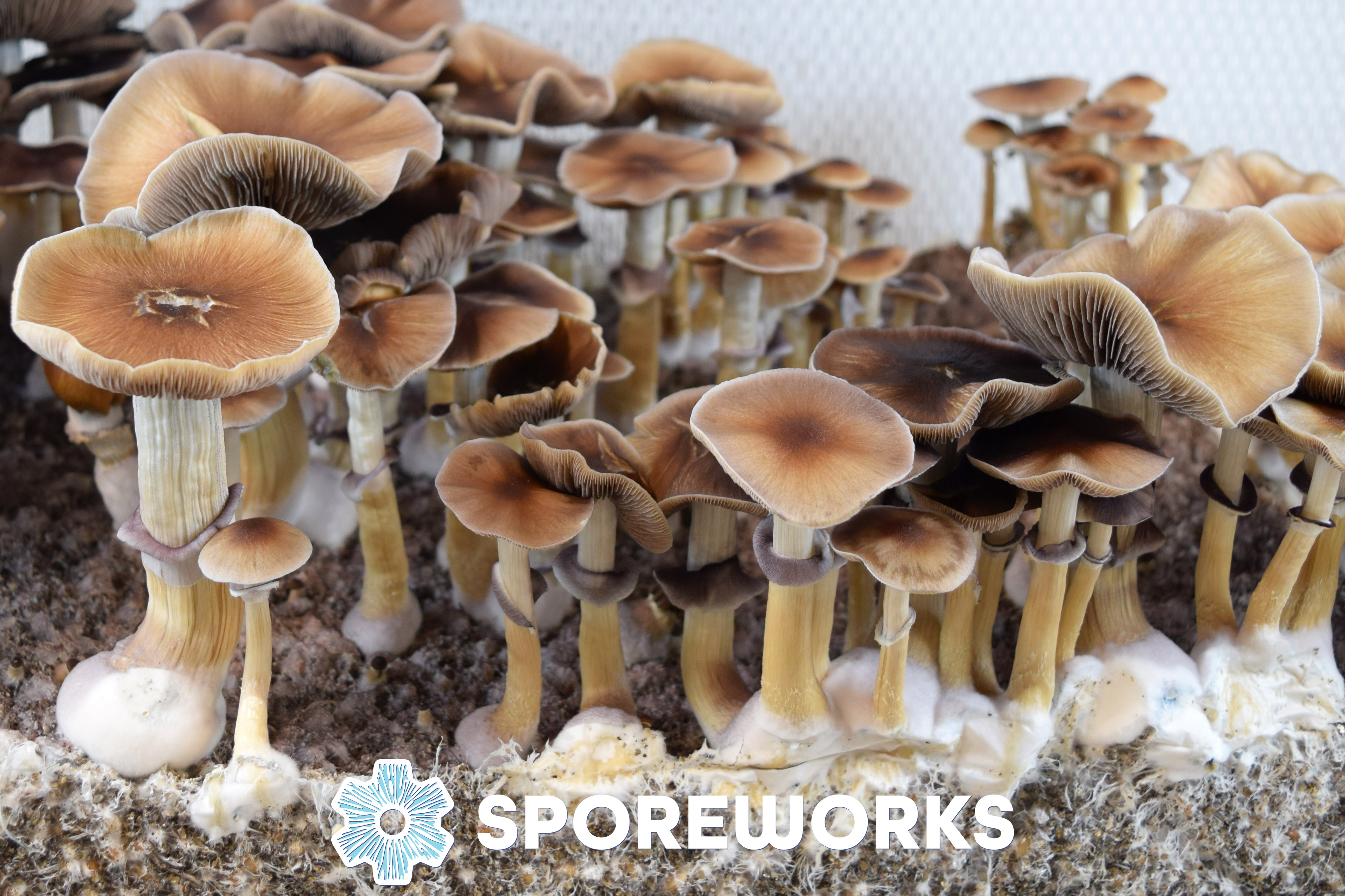 Psilocybe cubensis : Oak Ridge