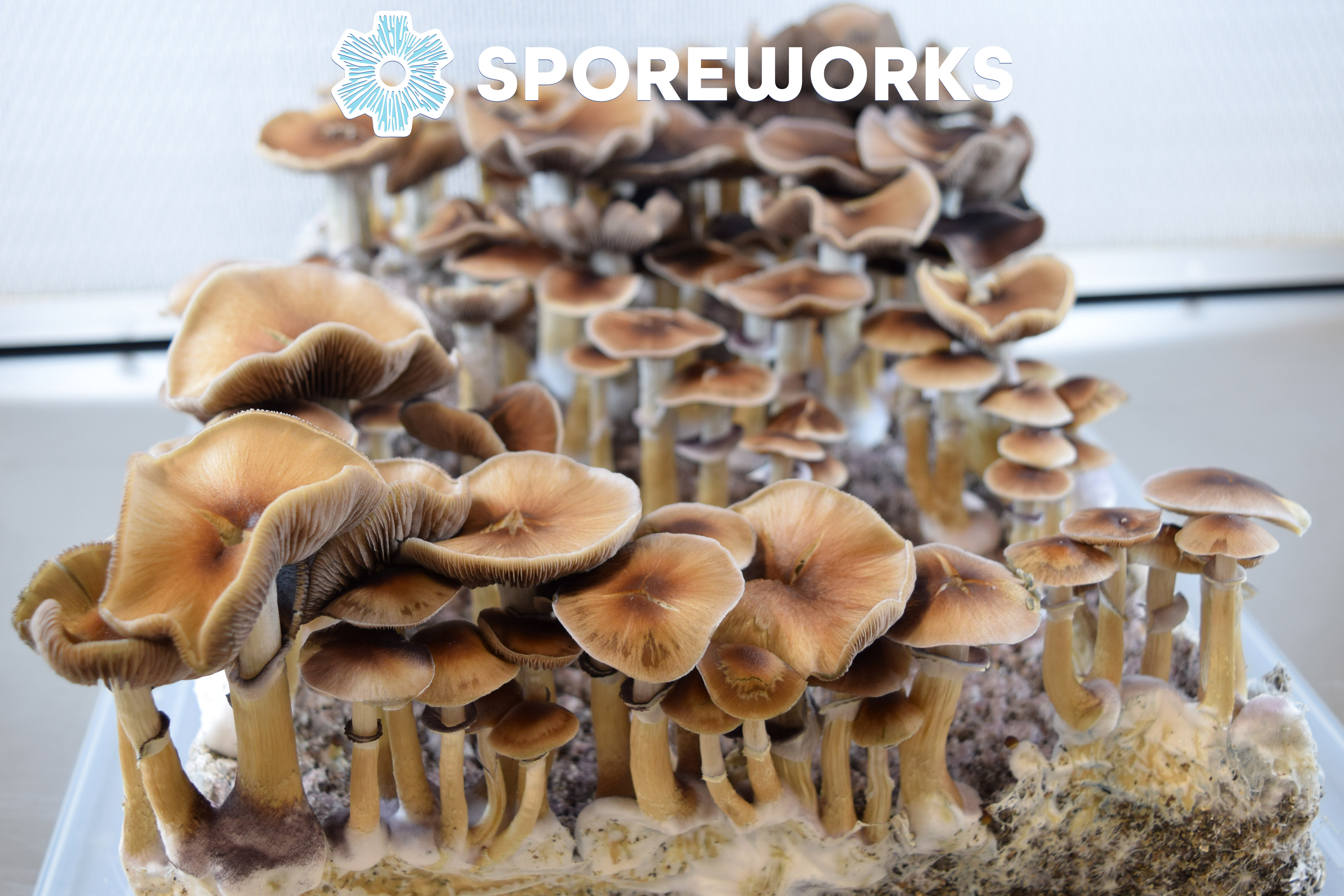 Psilocybe cubensis : Oak Ridge Isolated Spore Syringe